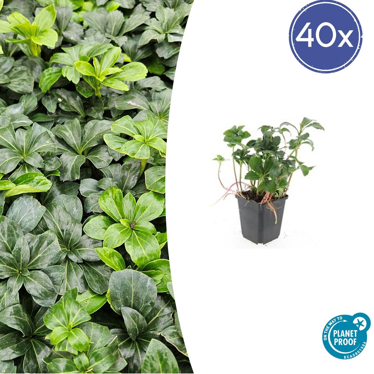 40x Pachysandra terminalis 'Green Sheen' - Bodendecker - Winterhart - Pflanzfix24.de - Pflanzfix24.de