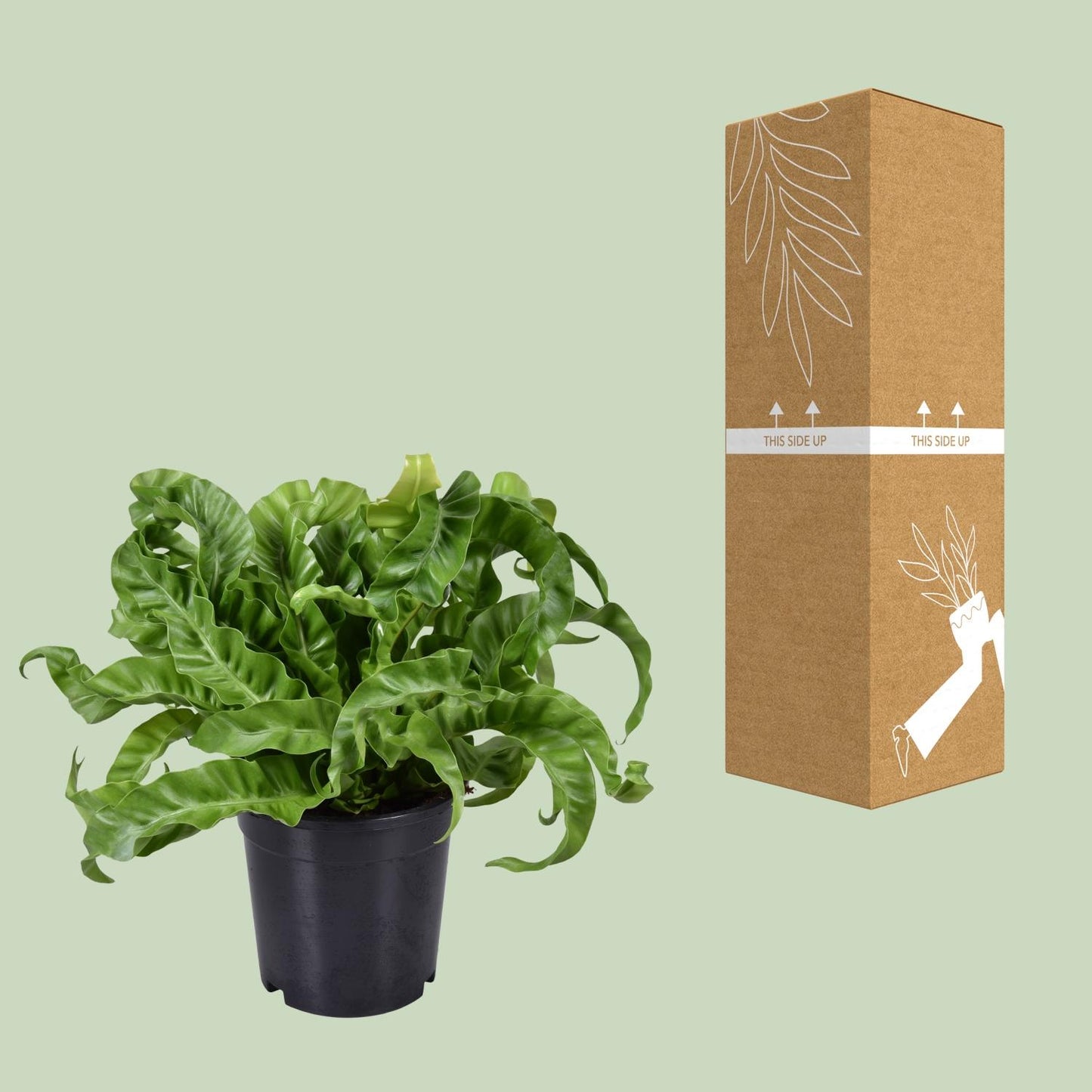 Asplenium Antiquum - Ø17cm - ↕40cm - Pflanzfix24