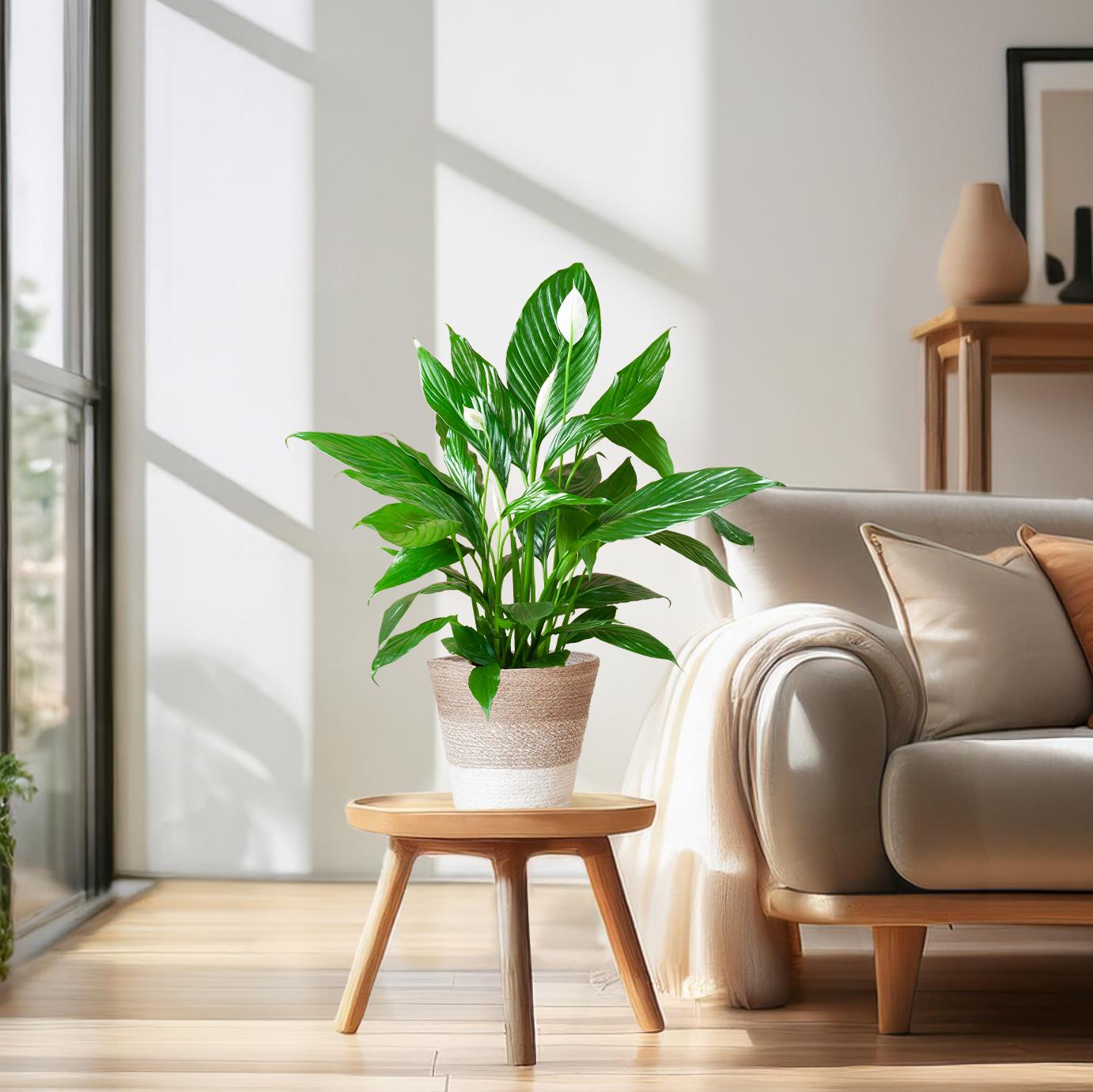 Spathiphyllum 80 cm mit Jutekorb Lissabon – Pflanzfix24.de - Pflanzfix24.de