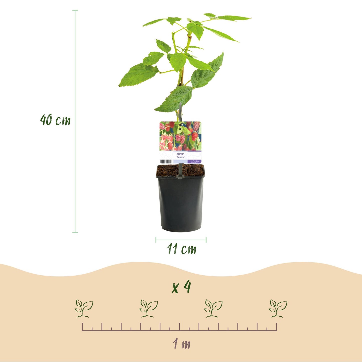 GreenboutiQ - Obstpflanze - Taybes - Rubus Tayberry - Rote Frucht - 2 Pflanzen - Topf 11cm Höhe 40cm - Pflanzfix24.de