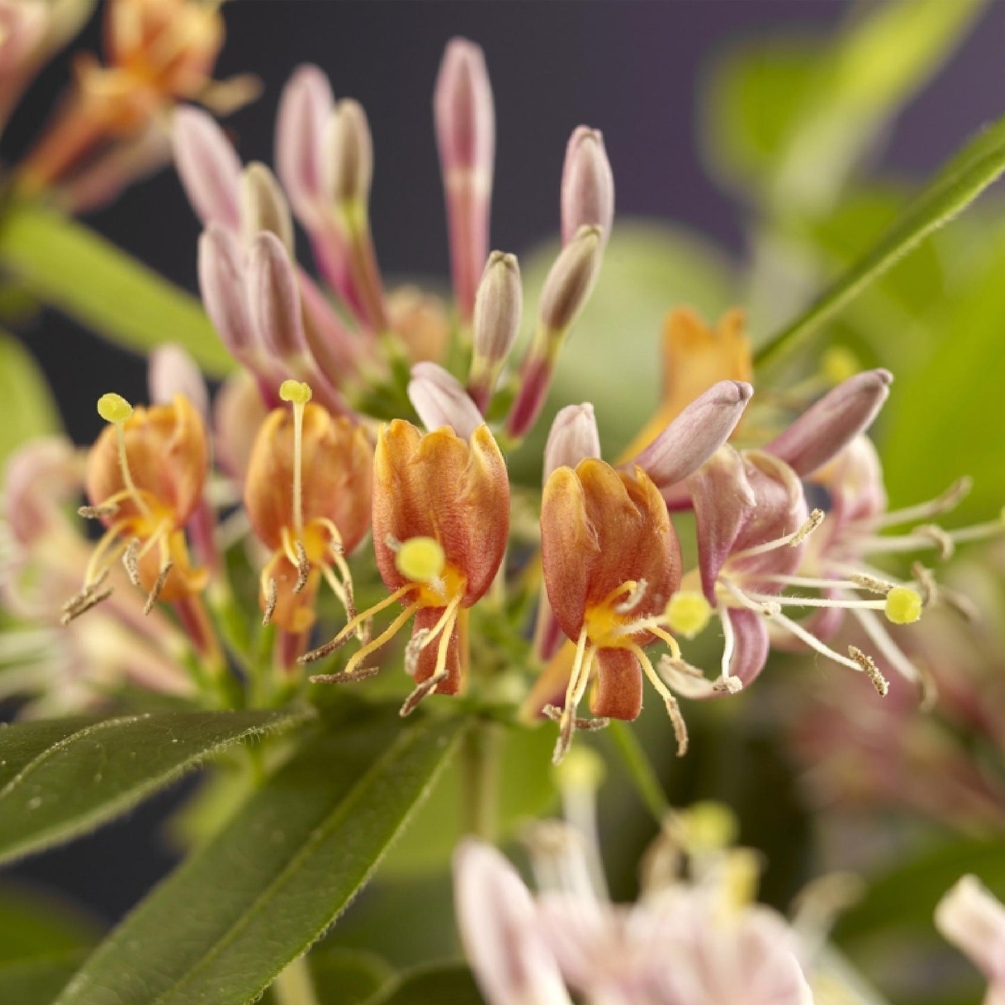 Pflanzfix24.de - Geißblatt - Lonicera henryi - Blüte Rosa - 2 Pflanzen - Topf 11cm - Pflanzfix24.de