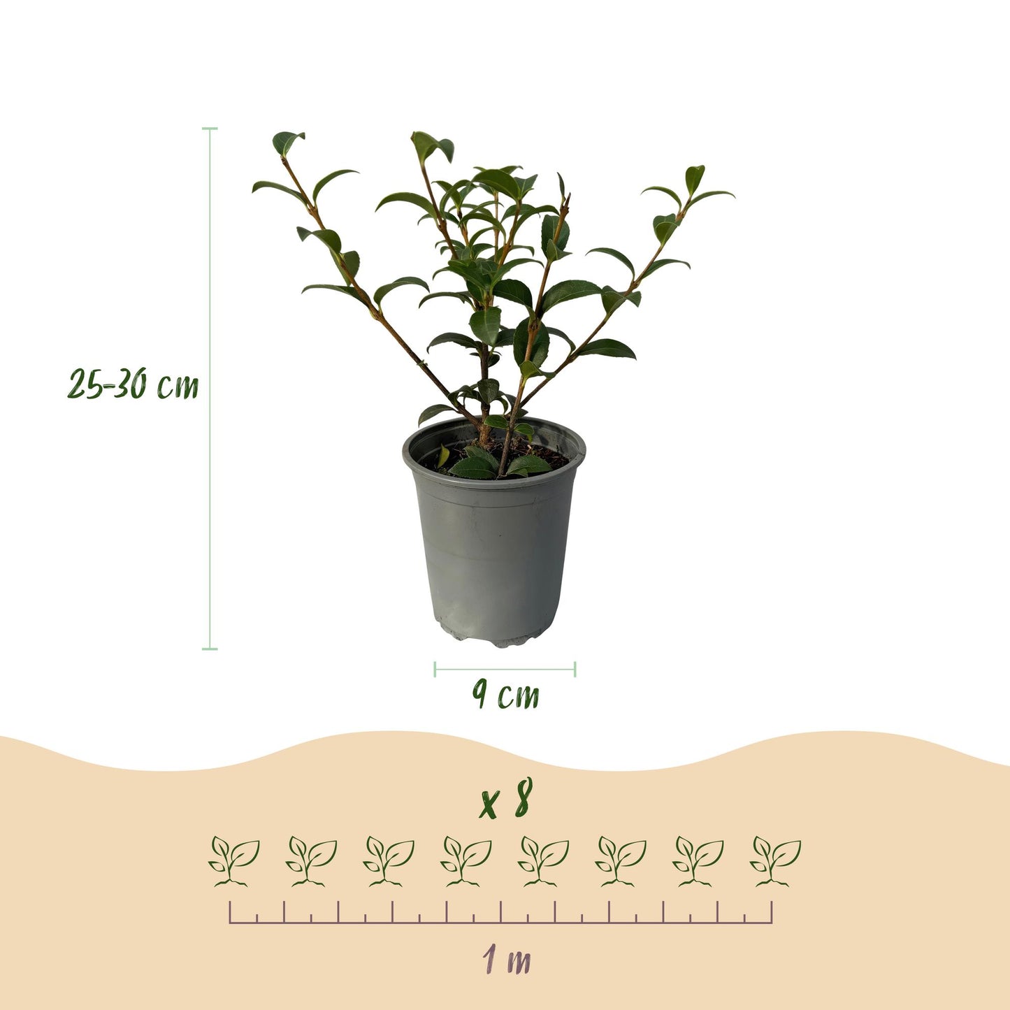 Pflanzfix24 - Osmanthus burkwoodii Heckenpflanzen - 8 Pflanzen - 1m - immergrün