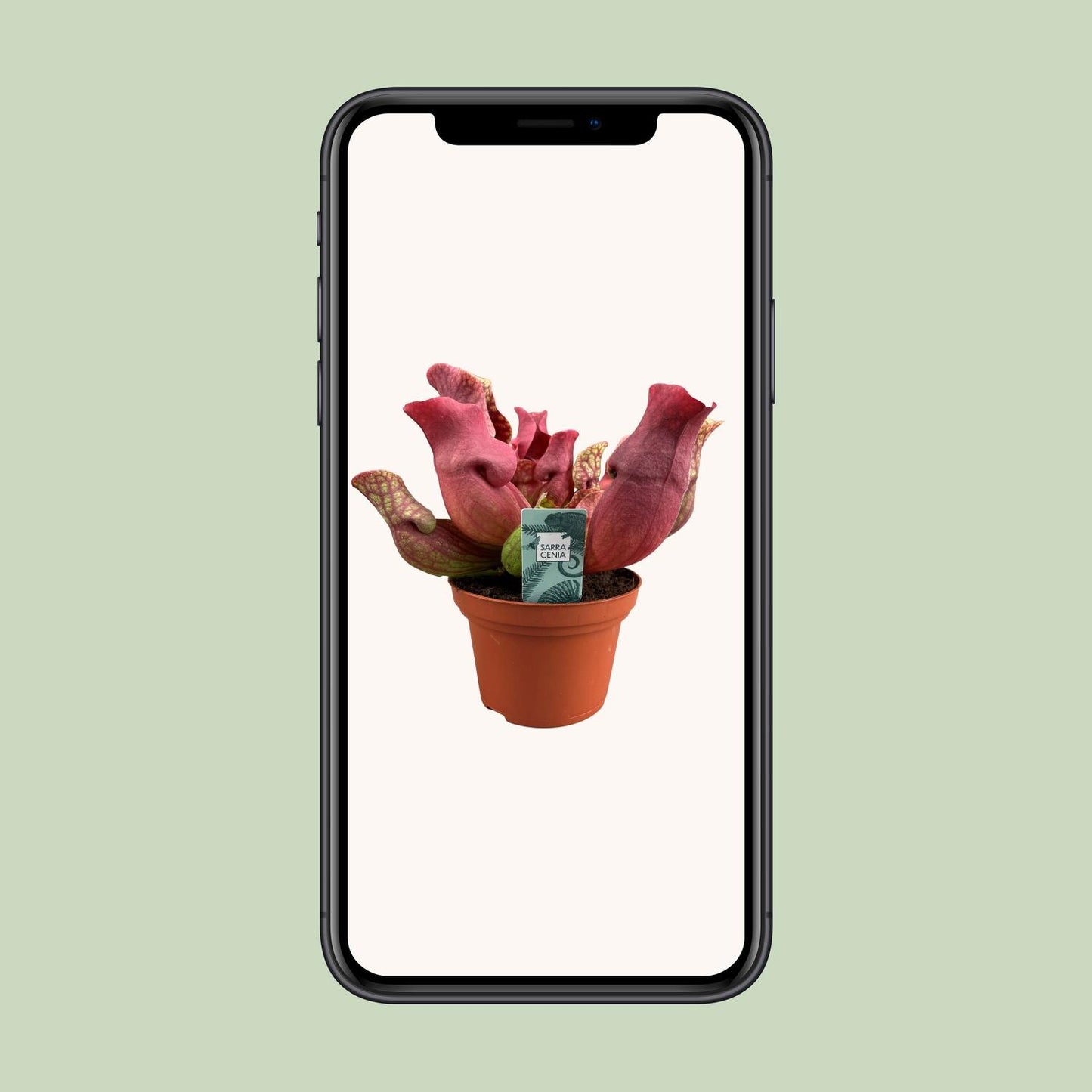 Sarracenia Maroon - Ø12 ↕23 | pflanzfix24