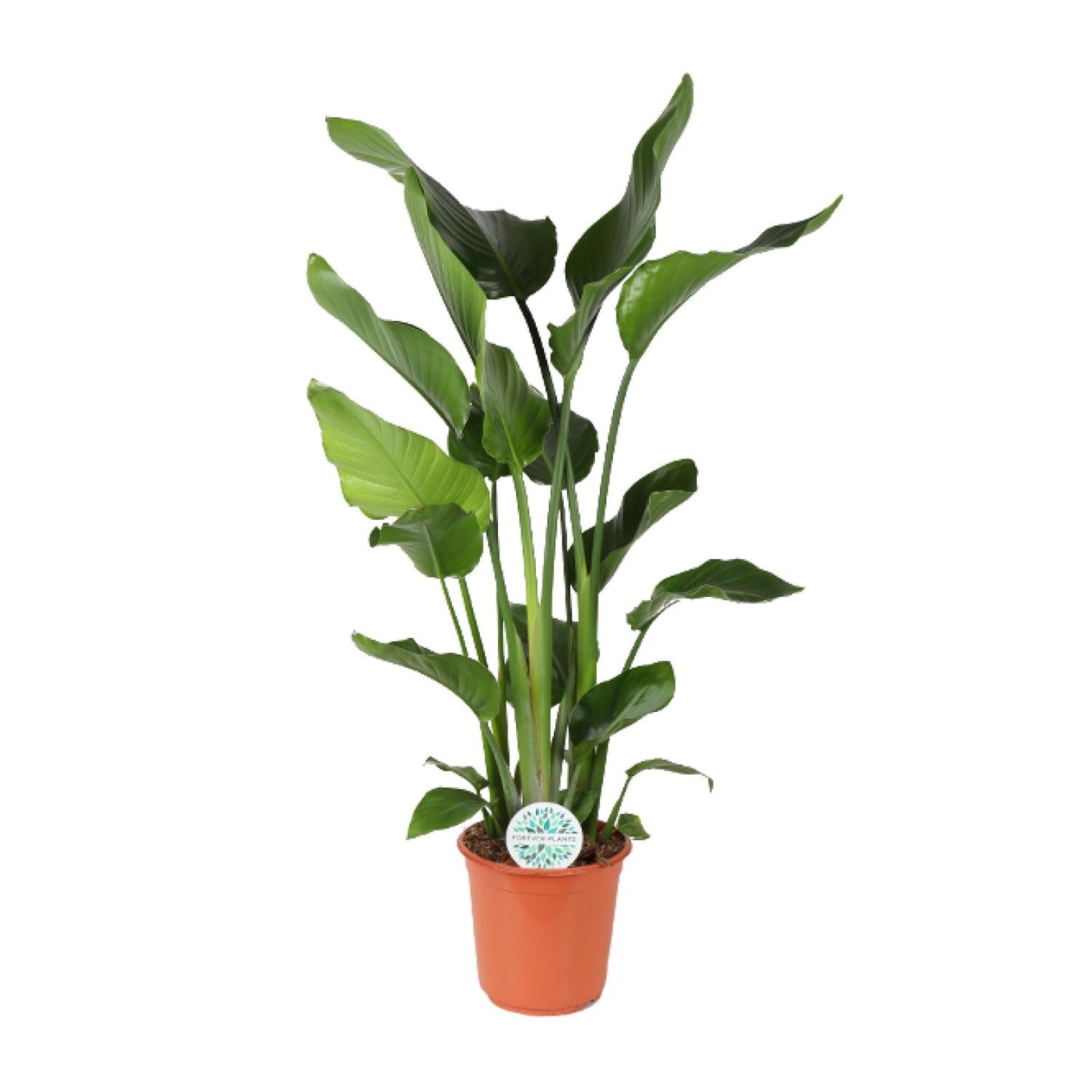 Strelitzia Nicolai 110 cm - Paradiesvogelblume Ø24 cm | Pflanzfix24