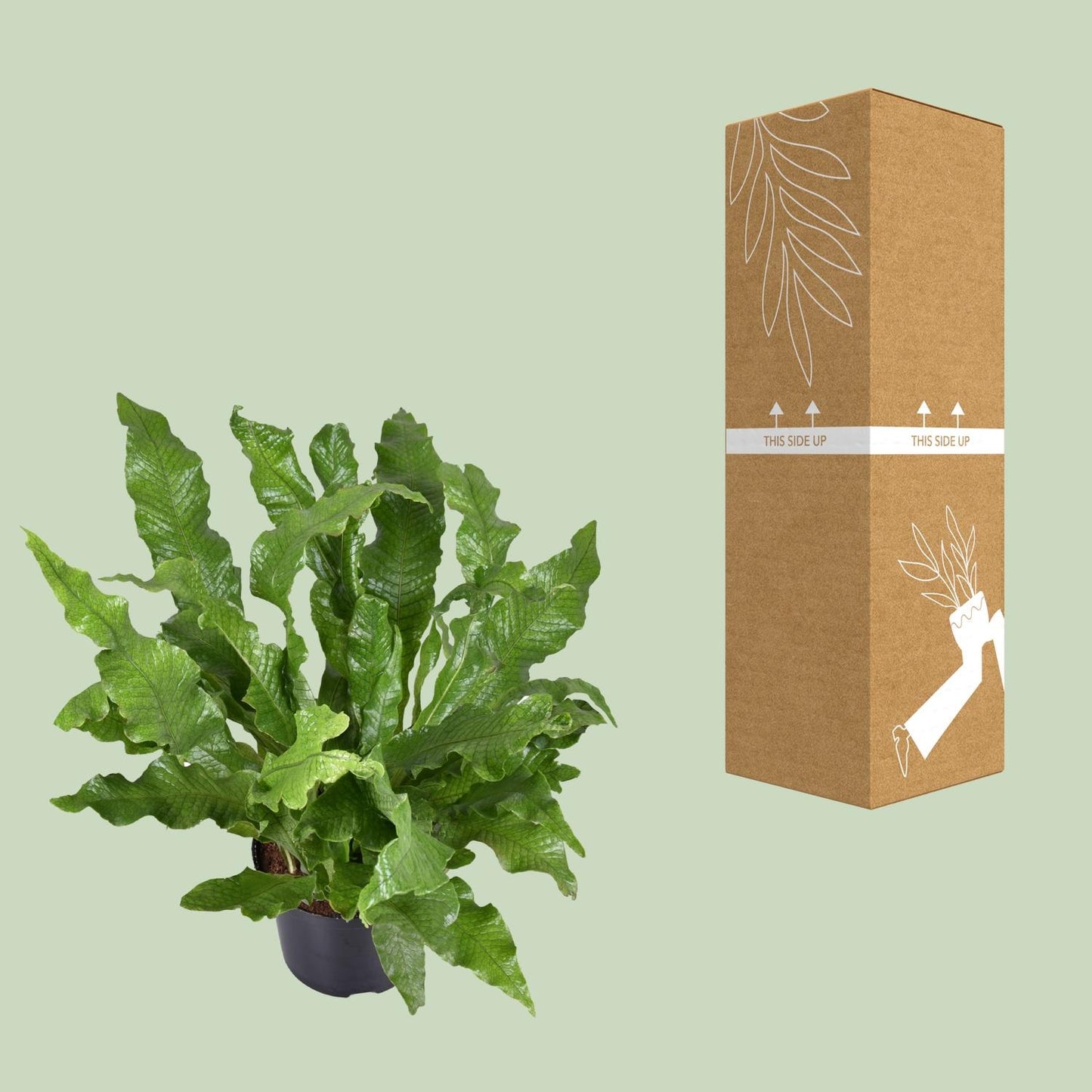 Microsorum diversifolium Känguru-Farn Ø23cm | Pflanzfix24.de - Pflanzfix24.de