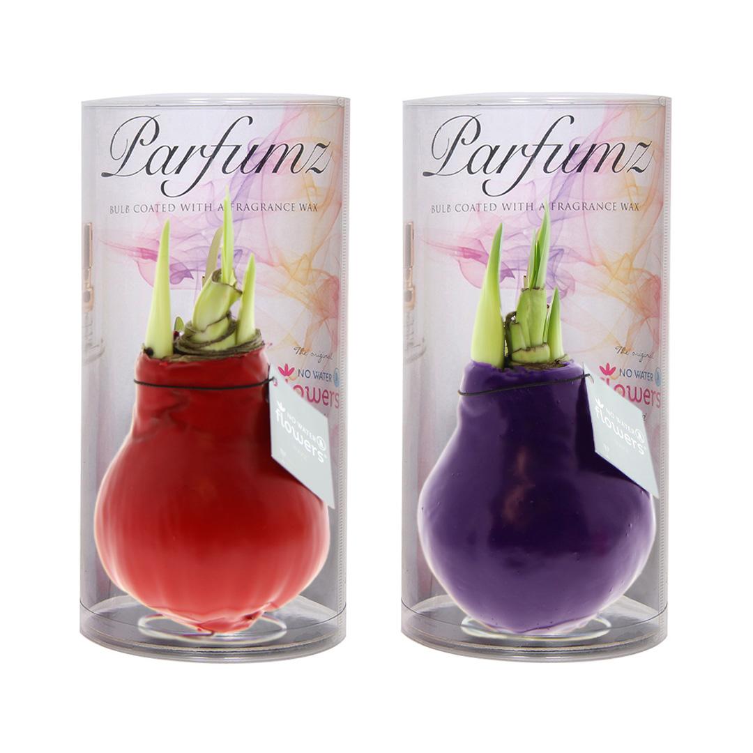 No Water Flowers® (wax amaryllis) | Parfumz Mix (2 pack) + Red flower - Pflanzfix24