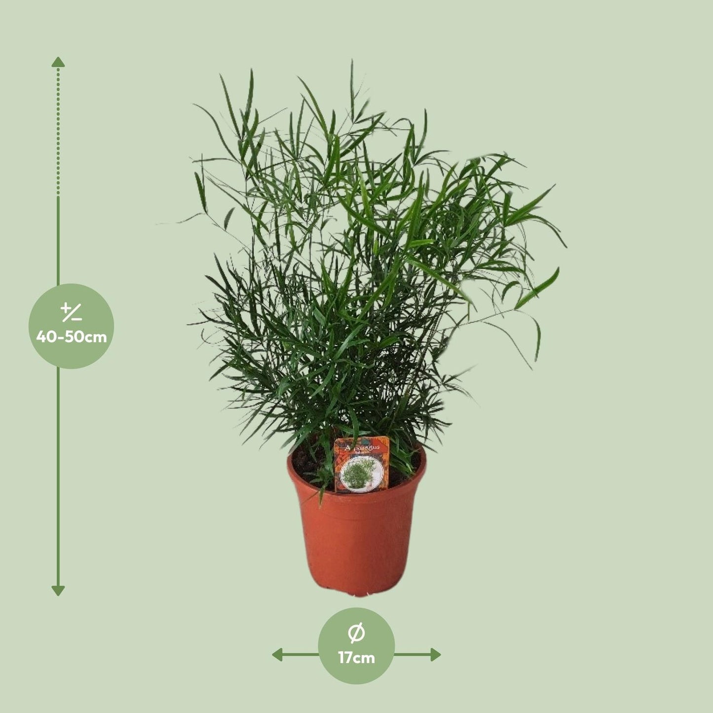 Asparagus Falcatus - Zimmerpflanze - Ø17cm - Pflanzfix24