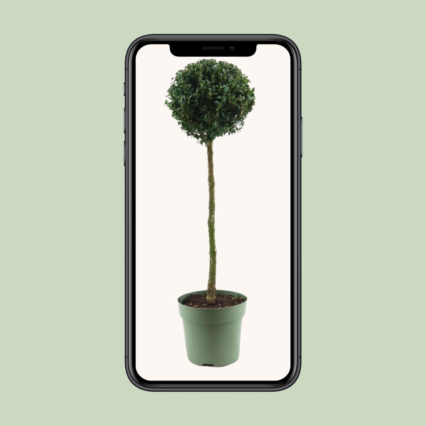 Buxus Semp. Mono-Ball - Ø23cm - ↕85cm - Pflanzfix24