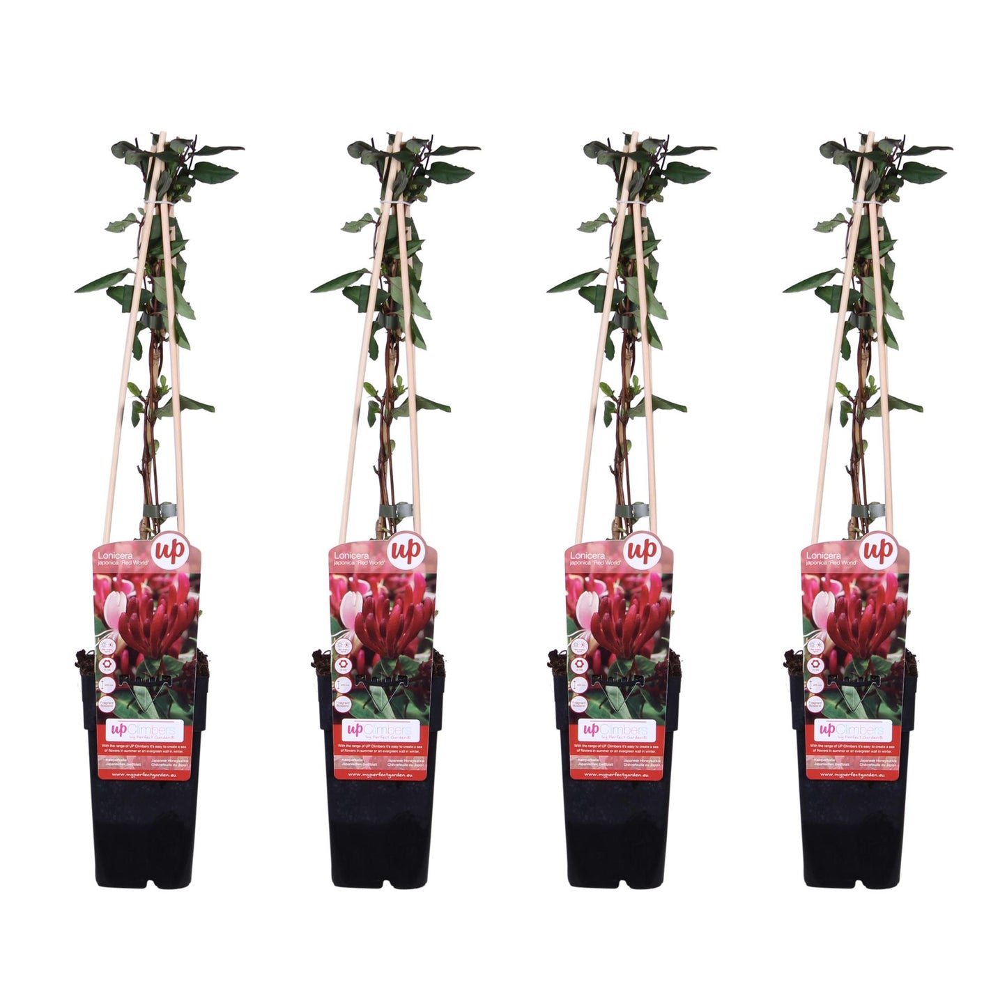 4x - Lonicera japonica 'Red World' - Pflanzfix24