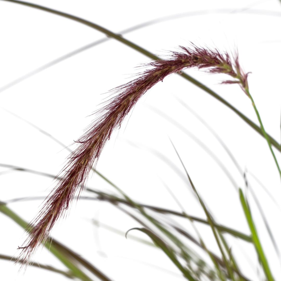 4x Pennisetum x advena Rubrum Ø13cm - ↕50 - 60cm bei Pflanzfix24.de - Pflanzfix24.de