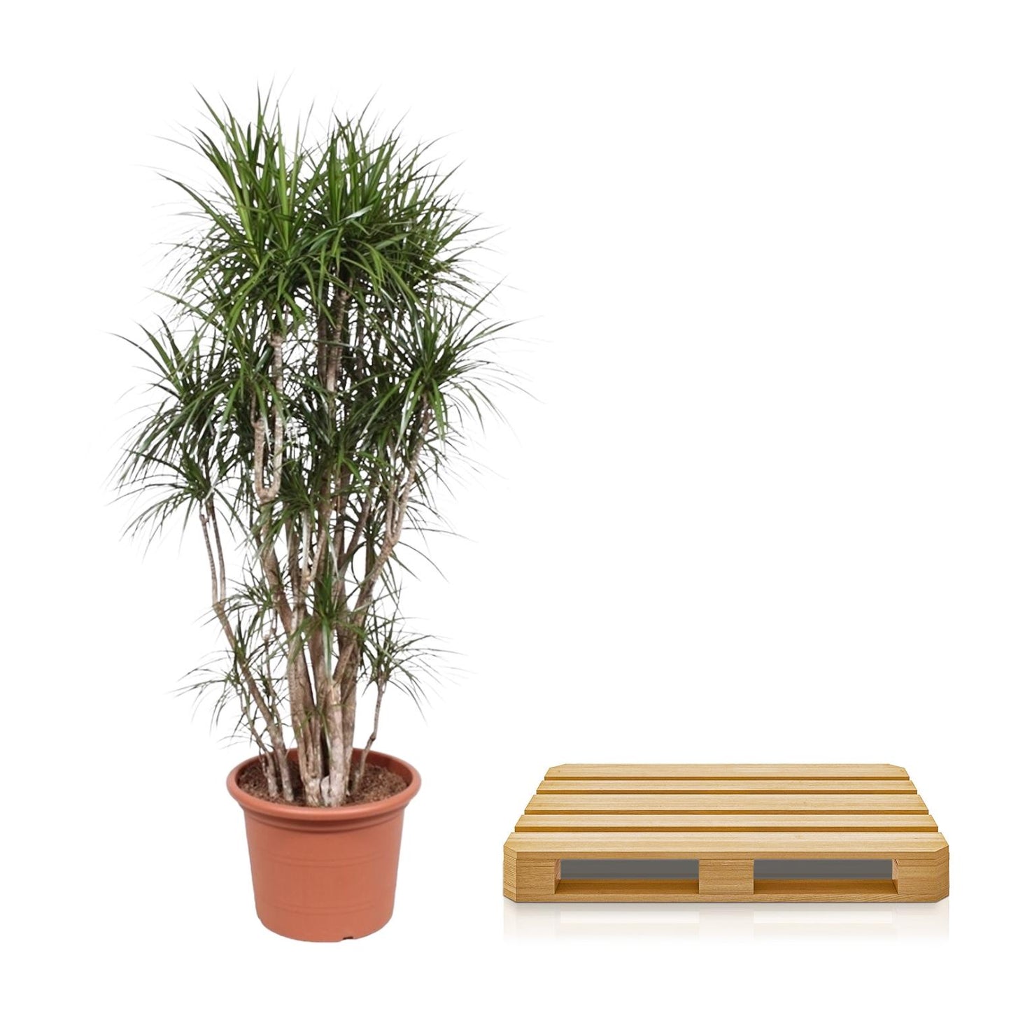 Dracaena Marginata vertakt 220 cm Ø40cm | Pflanzfix24