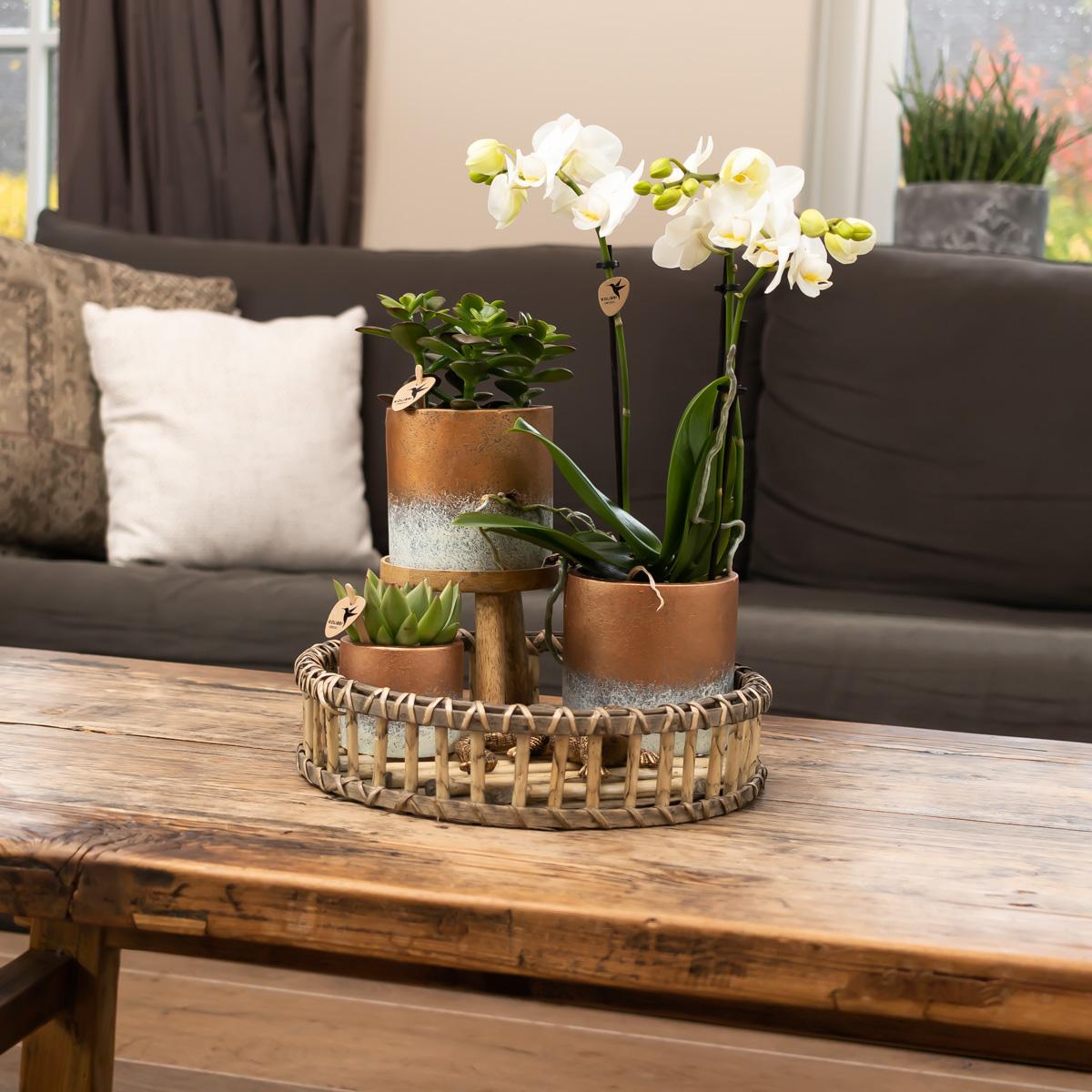 Holz Pflanzenständer Ø12cm – Kolibri Home | Pflanzfix24.de - Pflanzfix24.de