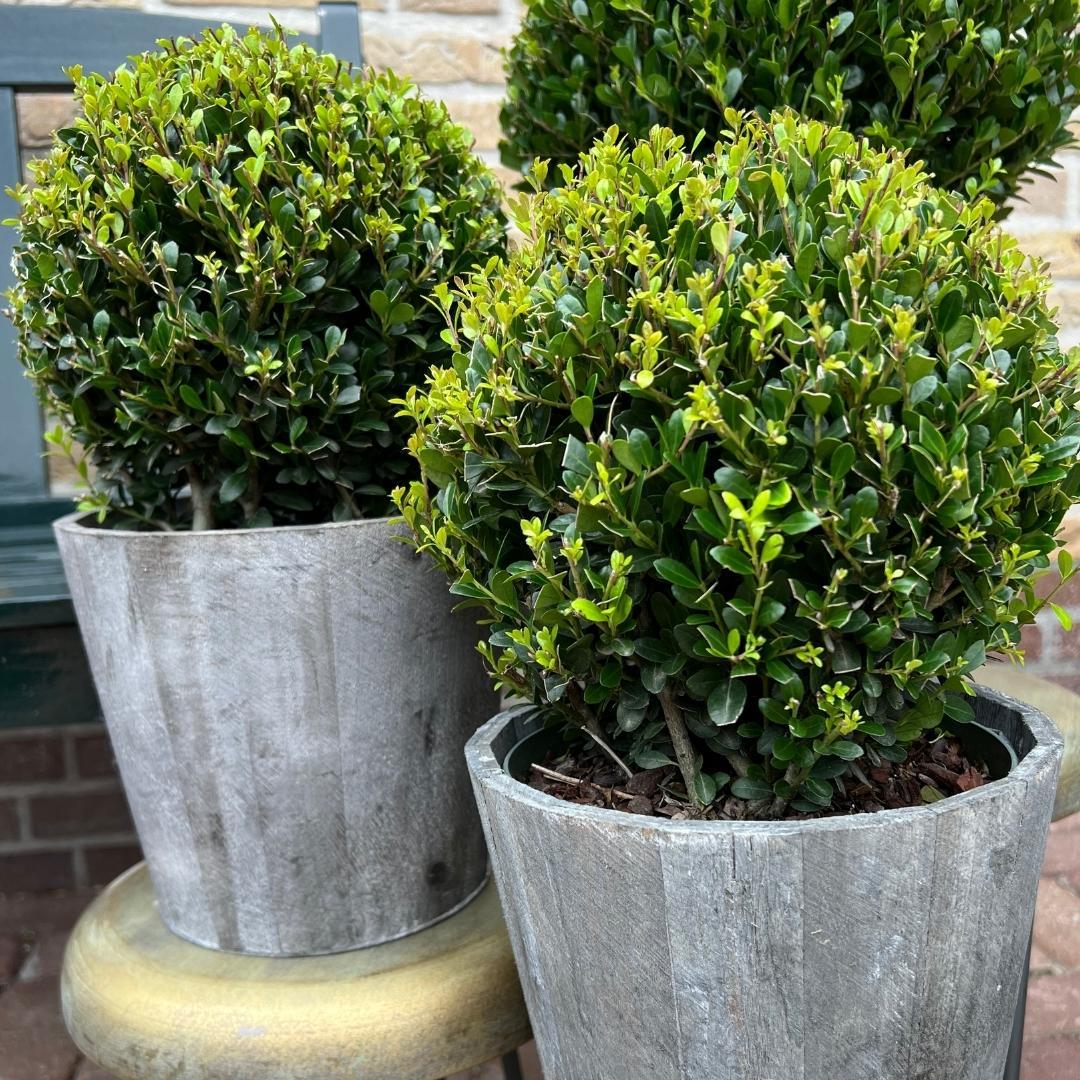 2x Ilex crenata 'Jenny' bol in houten pot | set van 2 stuks | 20 cm Ø diameter - Pflanzfix24