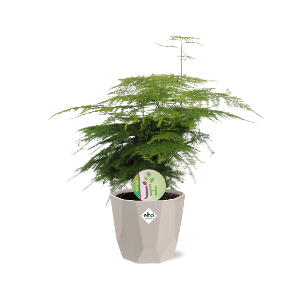 Asparagus ‘Plumosus’ in ELHO b.for rock 14 cm warm grey - Pflanzfix24