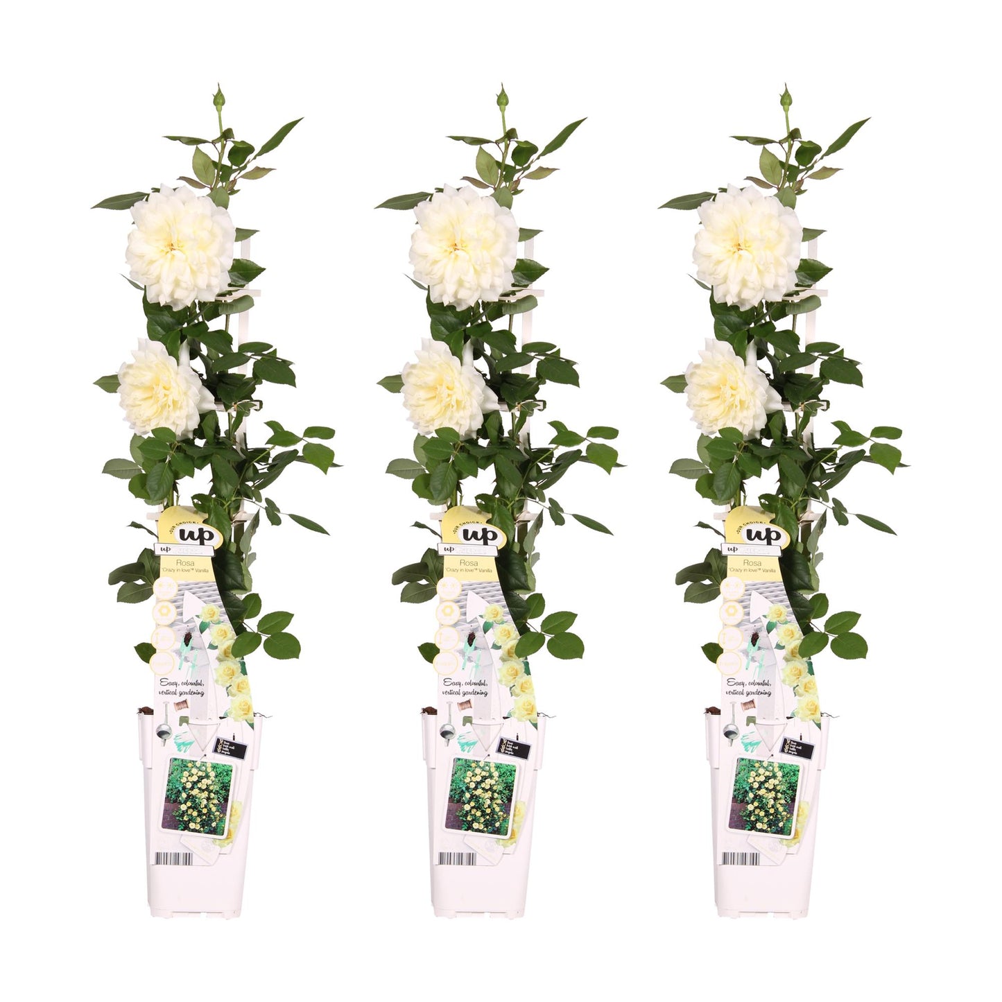 3x - Rosa Crazy in love 'Vanilla' - Pflanzfix24.de - Pflanzfix24.de