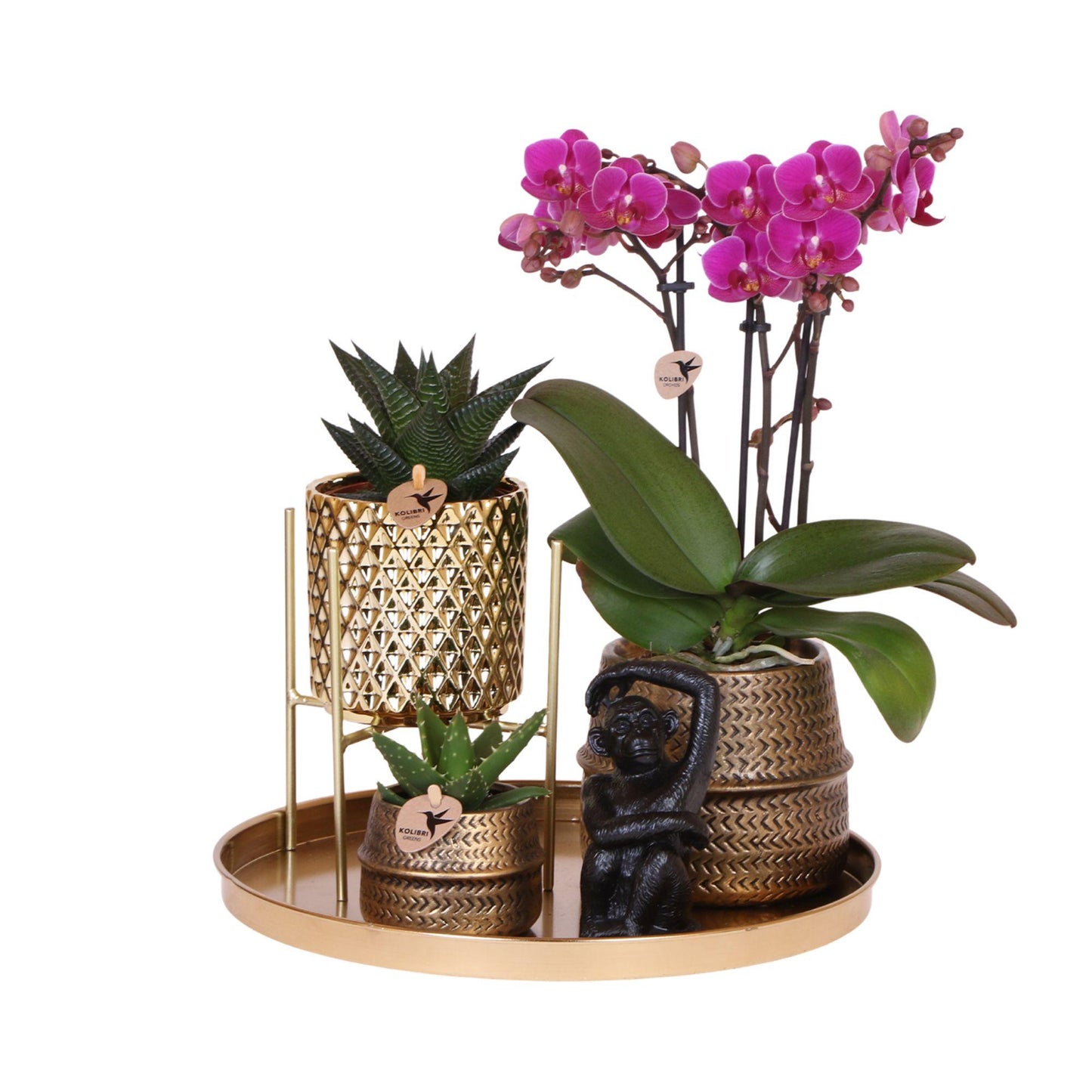 Pflanzset Hotel Chic lila mit Phalaenopsis & Keramik | Pflanzfix24.de - Pflanzfix24.de