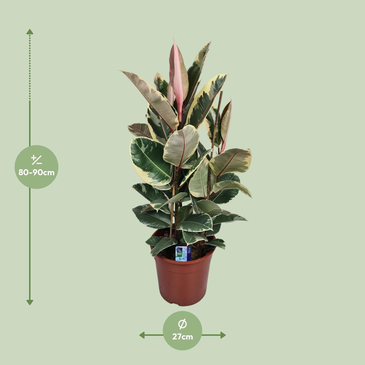 Ficus Elastica Tineke - Ø27cm - ↕85cm bei Pflanzfix24