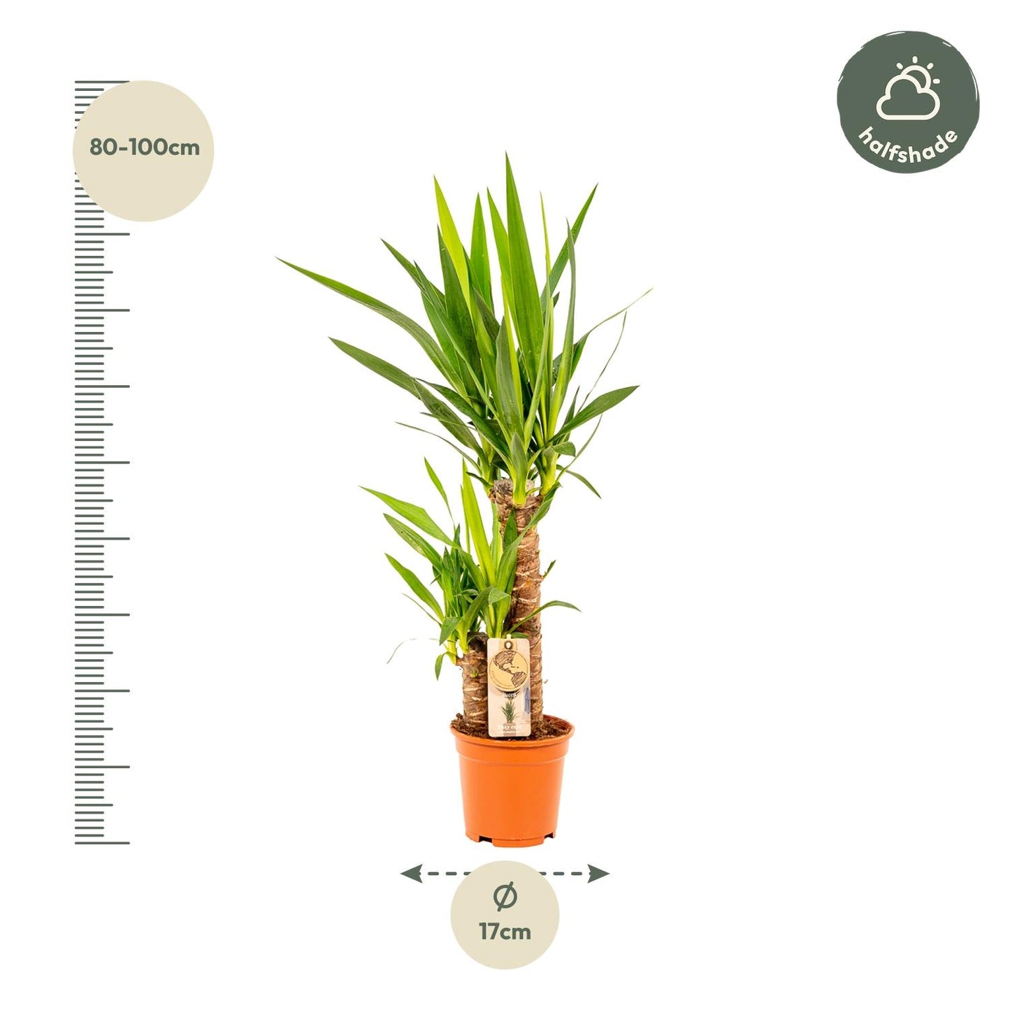 Yucca 90 cm – Ø17 cm – Pflanzfix24.de - Pflanzfix24.de