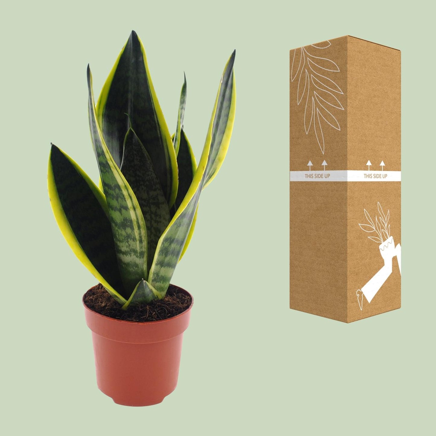 Sansevieria Futura Superba Ø12cm – 30cm hoch | Pflanzfix24.de - Pflanzfix24.de