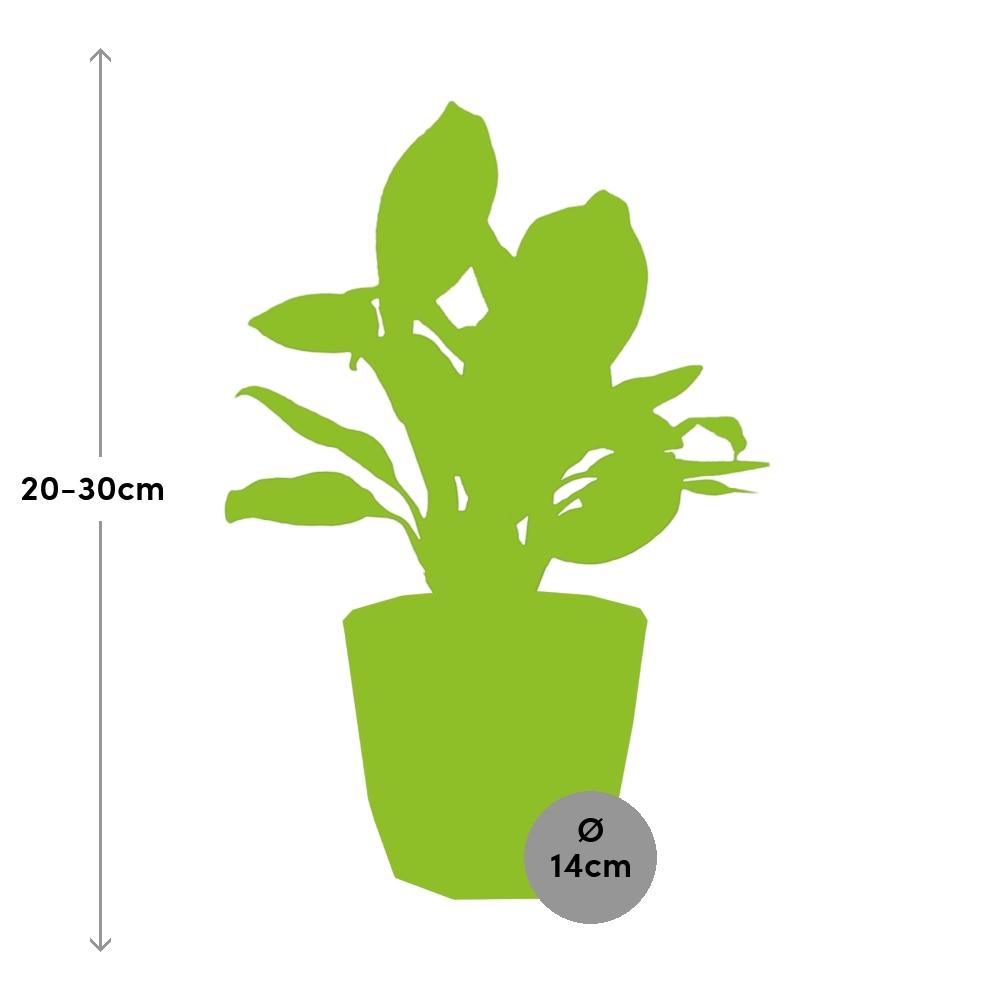 Aglaonema Christina in ELHO b.for rock 14 cm warm grey - Pflanzfix24