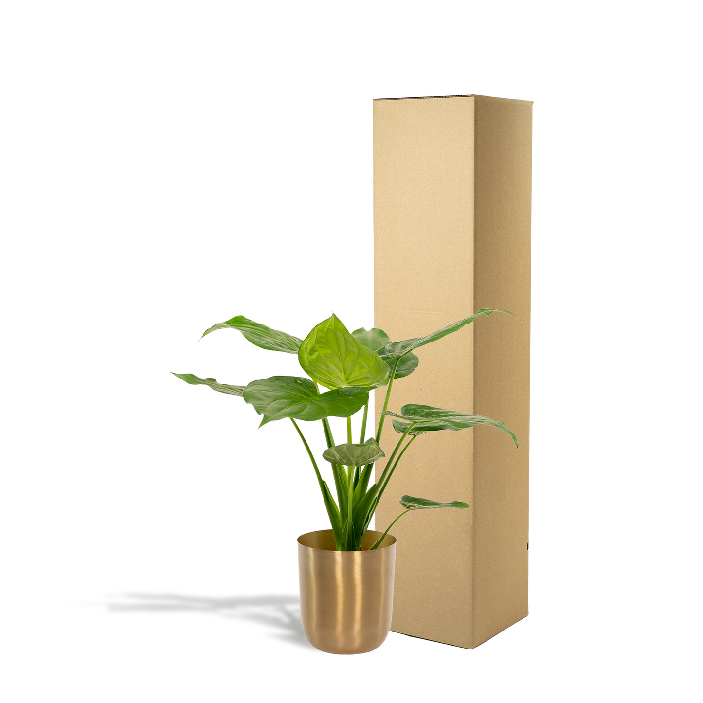 Alocasia Cucullata - Ø19cm - ↕65cm + Topf Mayk Gold - Pflanzfix24