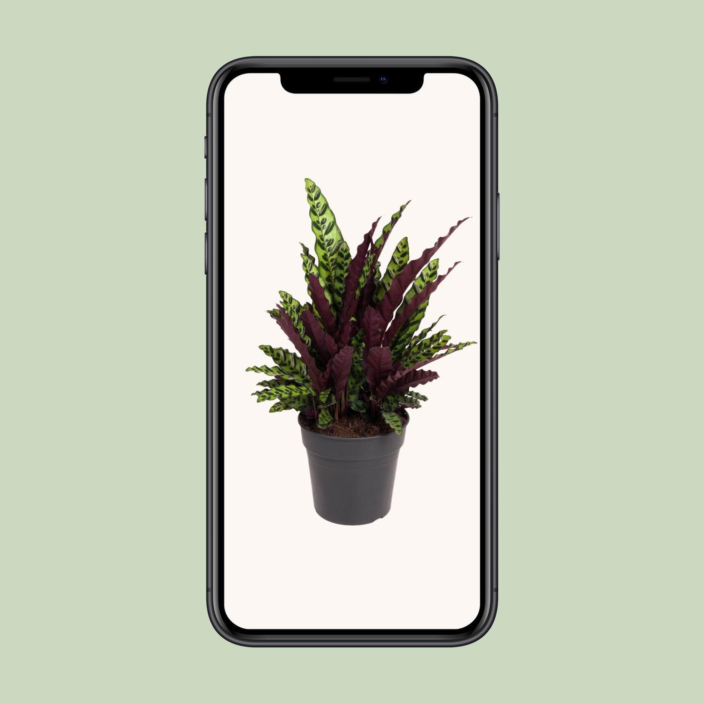 Calathea Lancifolia - Ø27cm - pflanzfix24