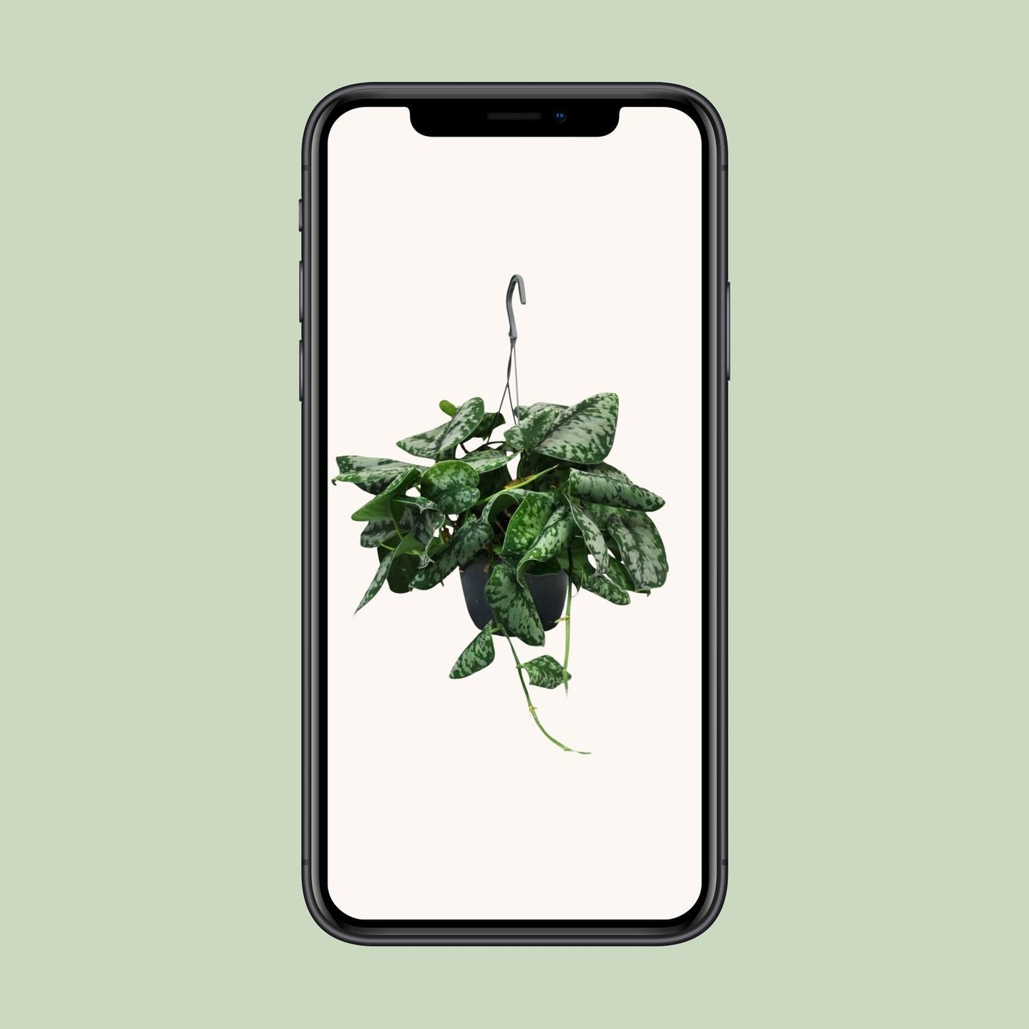 Scindapsus Pictus Trebie - Ø15cm - ↕35cm - Pflanzfix24