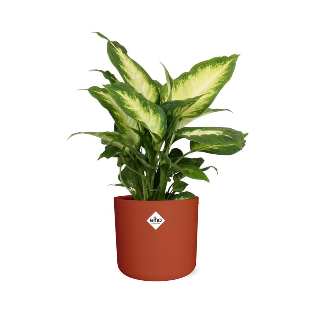 Dieffenbachia 'Camilla' in ELHO b.for soft rond 14cm brique - Pflanzfix24