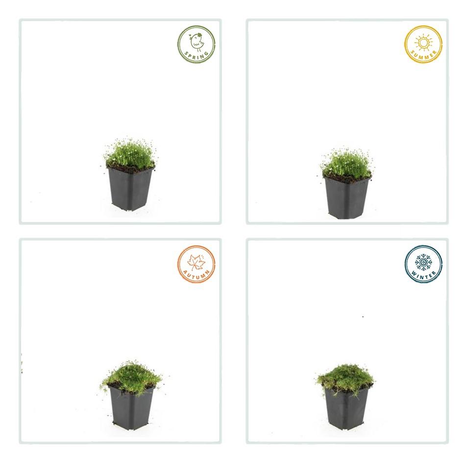 12x Sagina subulata Irisches Moos Bodendecker Ø9cm – Pflanzfix24.de - Pflanzfix24.de