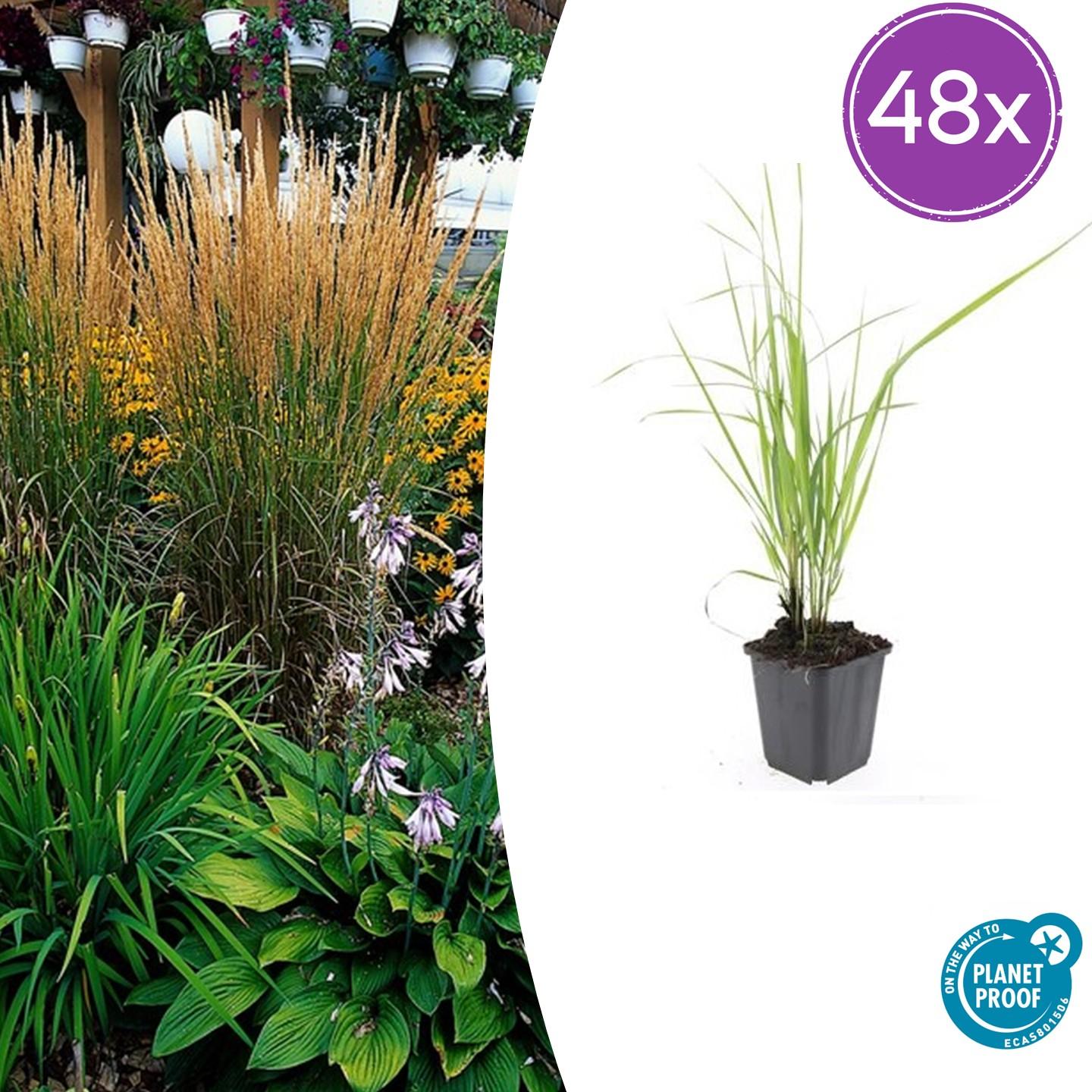 48x Calamagrostis acut. 'Karl Foerster' - ↕10-25cm - Ø9cm - Pflanzfix24
