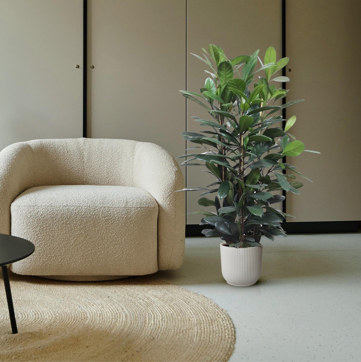 Ficus Cyathistipula struik - 140 cm - ø34 - Pflanzfix24