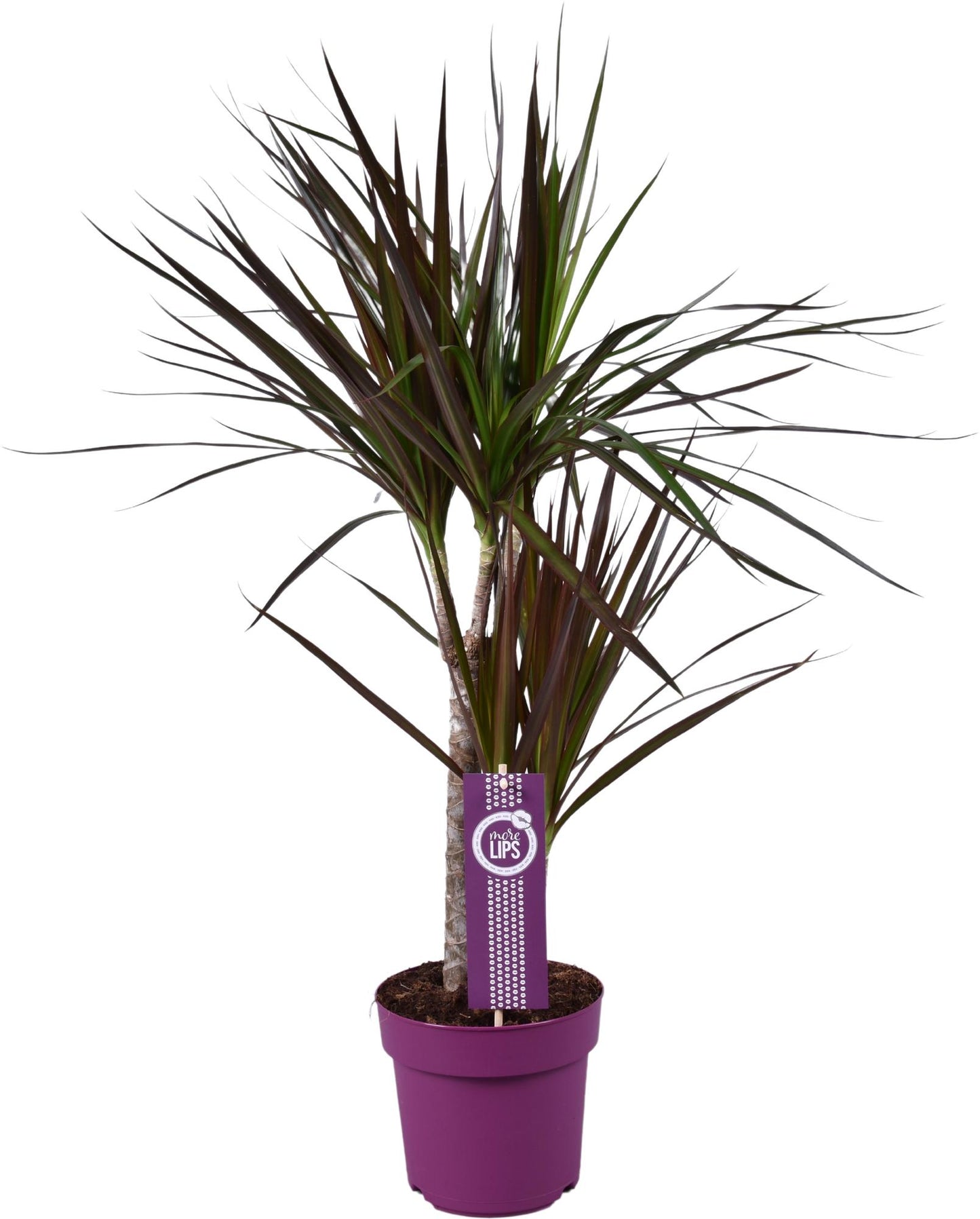 Dracaena Magenta - Ø17cm - ↕70cm - Pflanzfix24.de - Pflanzfix24.de