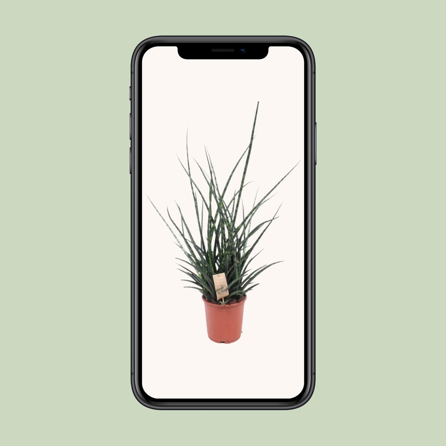 Sansevieria Fernwood Punk - Ø17cm - ↕65cm - Pflanzfix24