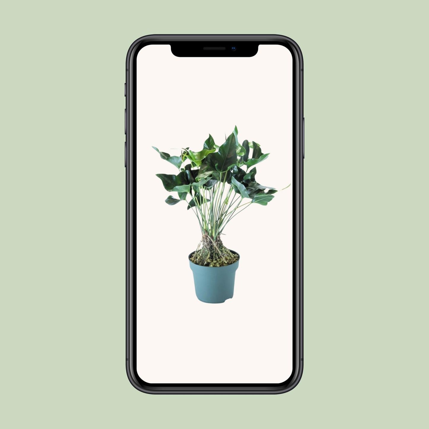 Anthurium Arrow - Ø30cm - ↕80cm - Pflanzfix24