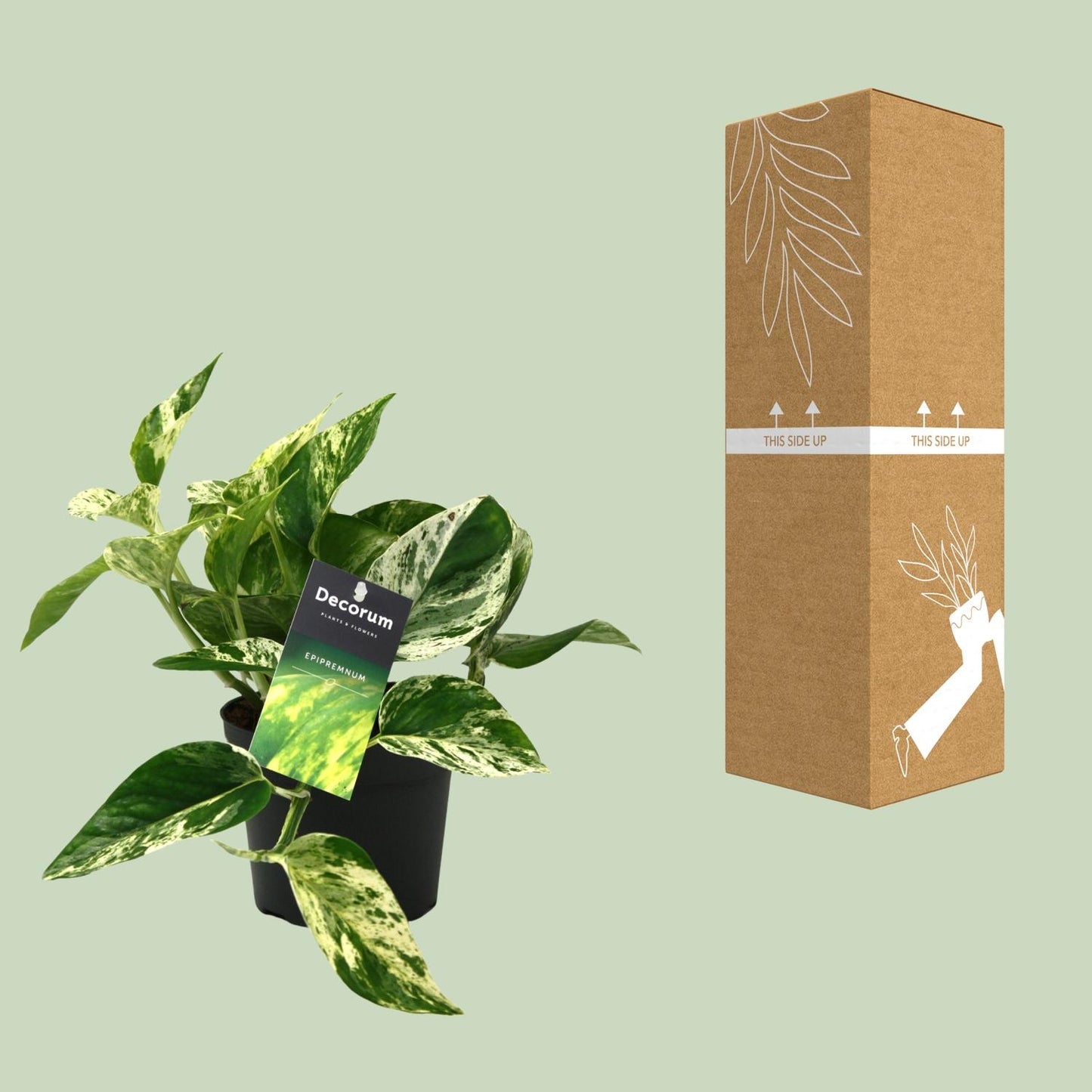 Scindapsus (Epipremnum) Marble Queen - Ø12cm - ↕25cm - Pflanzfix24