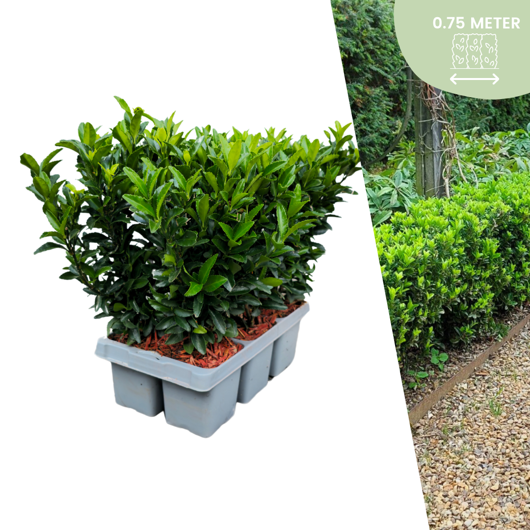 6 x Euonymus 'Green Spire' - 6 x Ø 7 cm - ↨ 15 cm - Pflanzfix24.de - Pflanzfix24.de