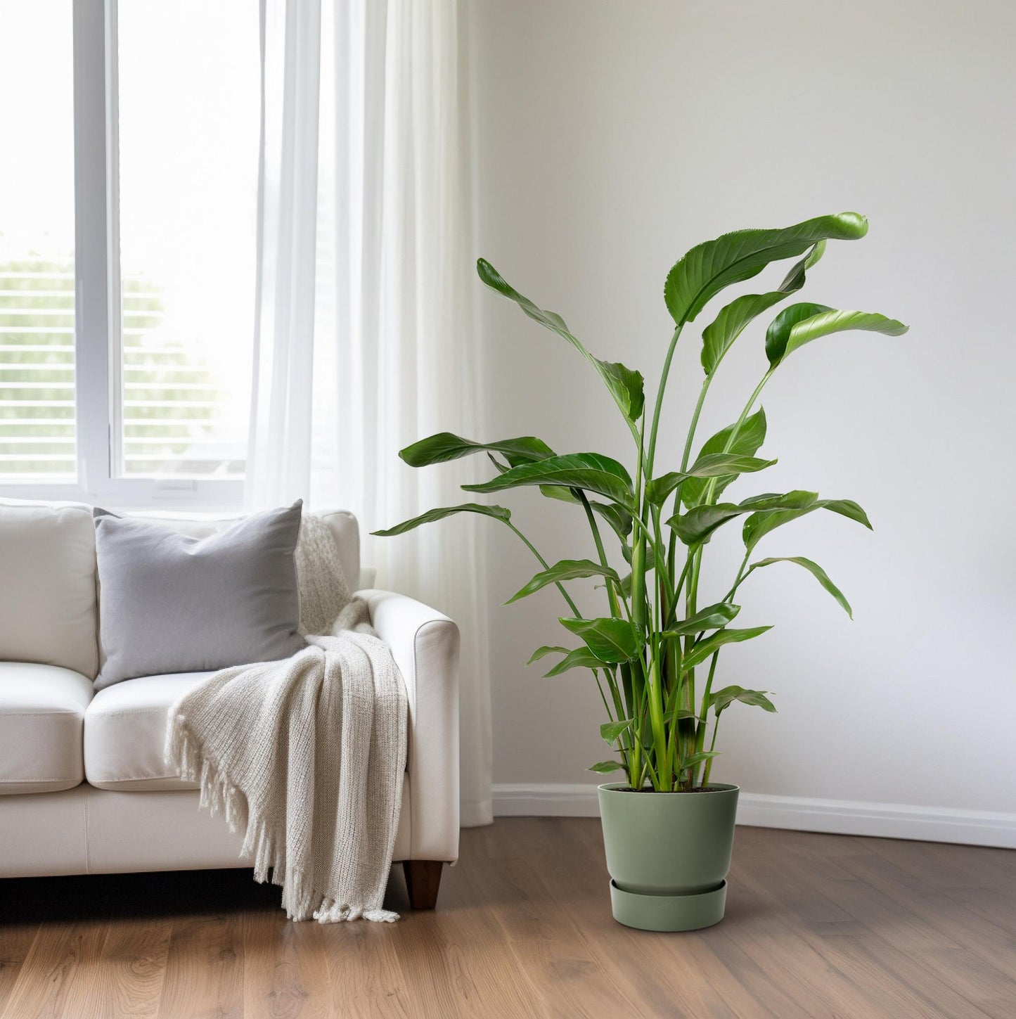 Strelitzia Nicolai 4 Stek 100-120cm - Pflanzfix24