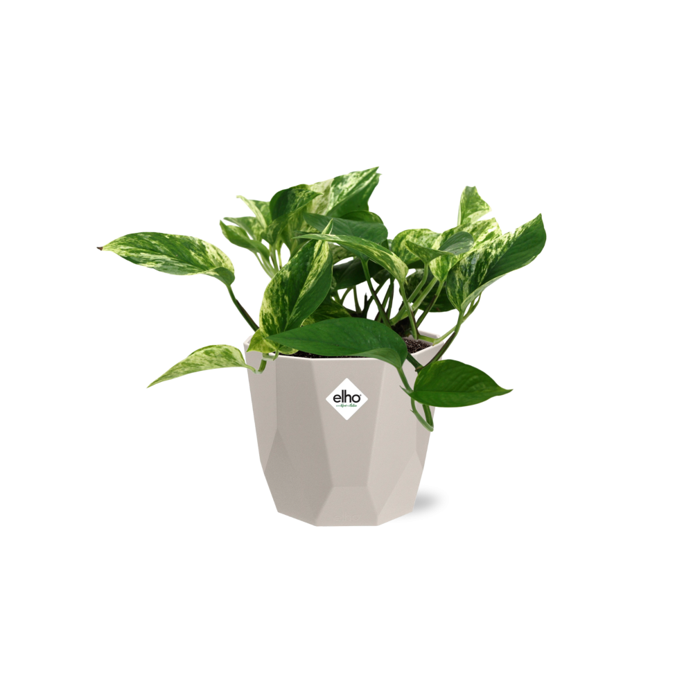 Scindapsus Marble Queen in ELHO b.for rock 14 cm warm grey - Pflanzfix24