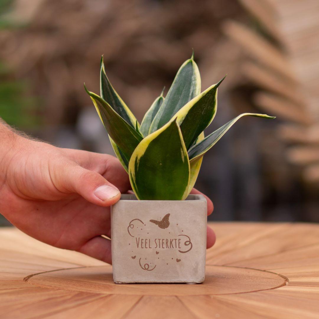 Congreet plantpots + Sansevieria | Veel sterkte - Pflanzfix24.de - Pflanzfix24.de