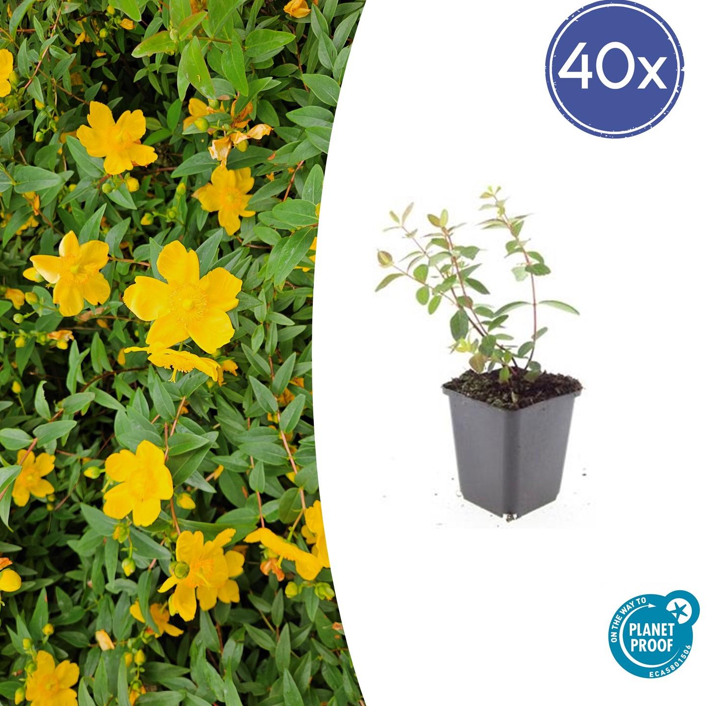 40x Hypericum dummeri 'Peter Dummer' - ↕10-25cm - Ø9cm - Pflanzfix24.de - Pflanzfix24.de