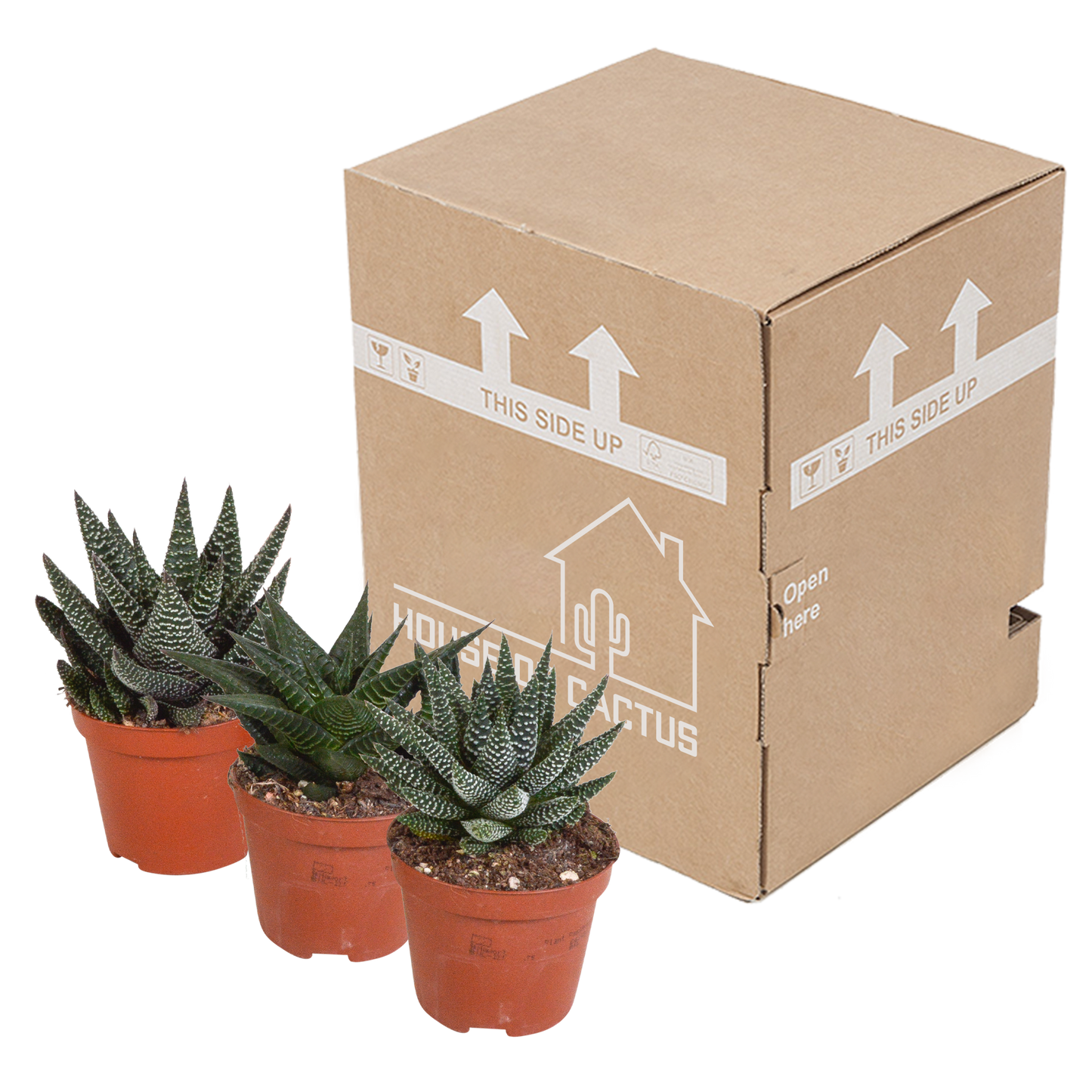 Gasteria/Haworthia-Mischung 8,5cm - 3x - zonder pot - Pflanzfix24.de - Pflanzfix24.de