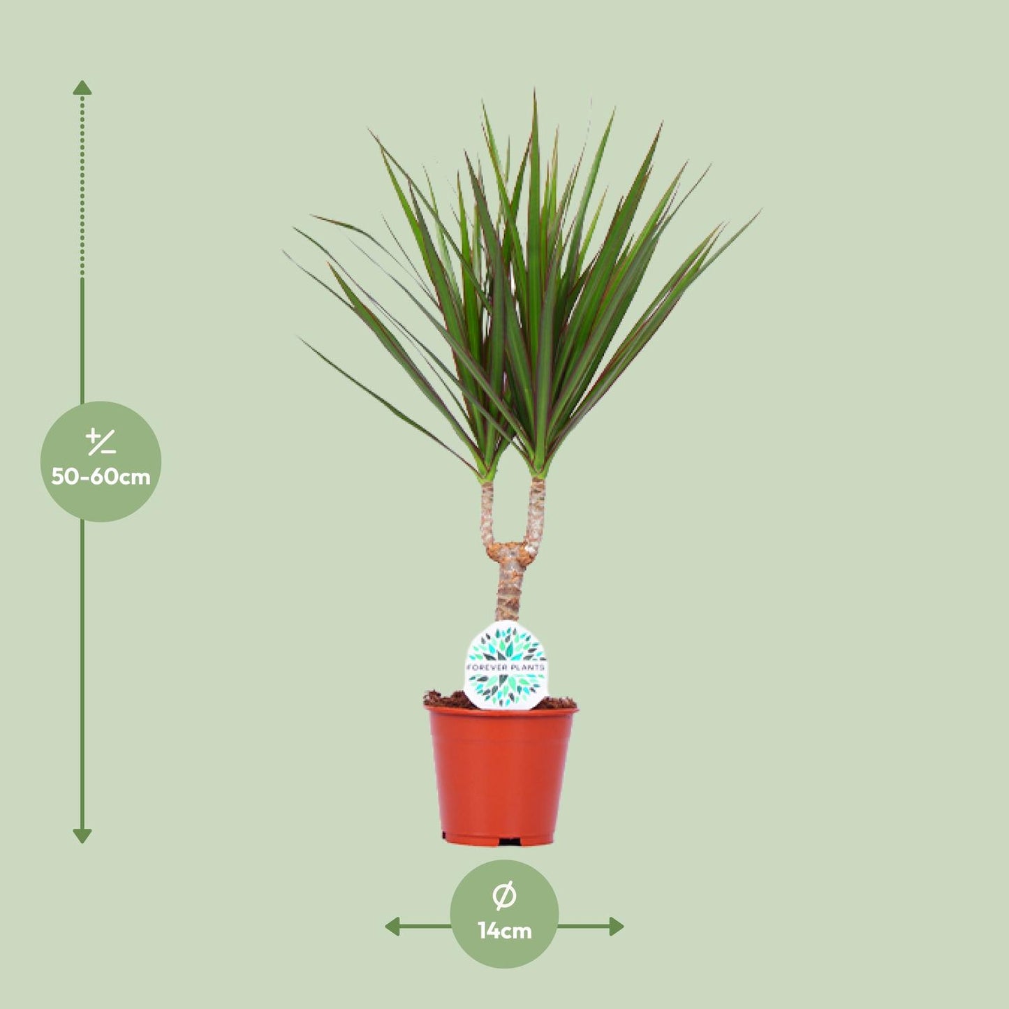 Dracaena Marginata - Ø14cm - ↕55cm bei Pflanzfix24