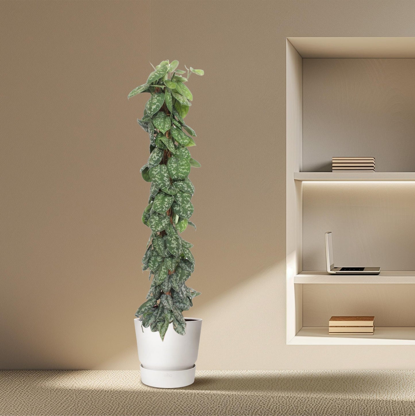 Scindapsus Pictus Trebie Moosstab 160cm – Kletterpflanze | Pflanzfix24.de - Pflanzfix24.de