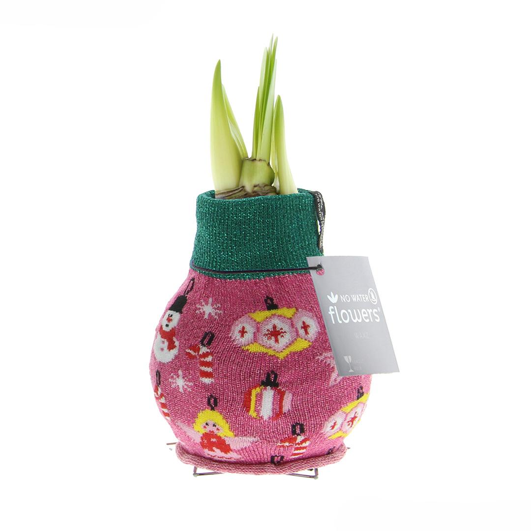 No Water Flowers® (wax amaryllis) | Fashionz Patterns Disco - Pink + Red flower - Pflanzfix24