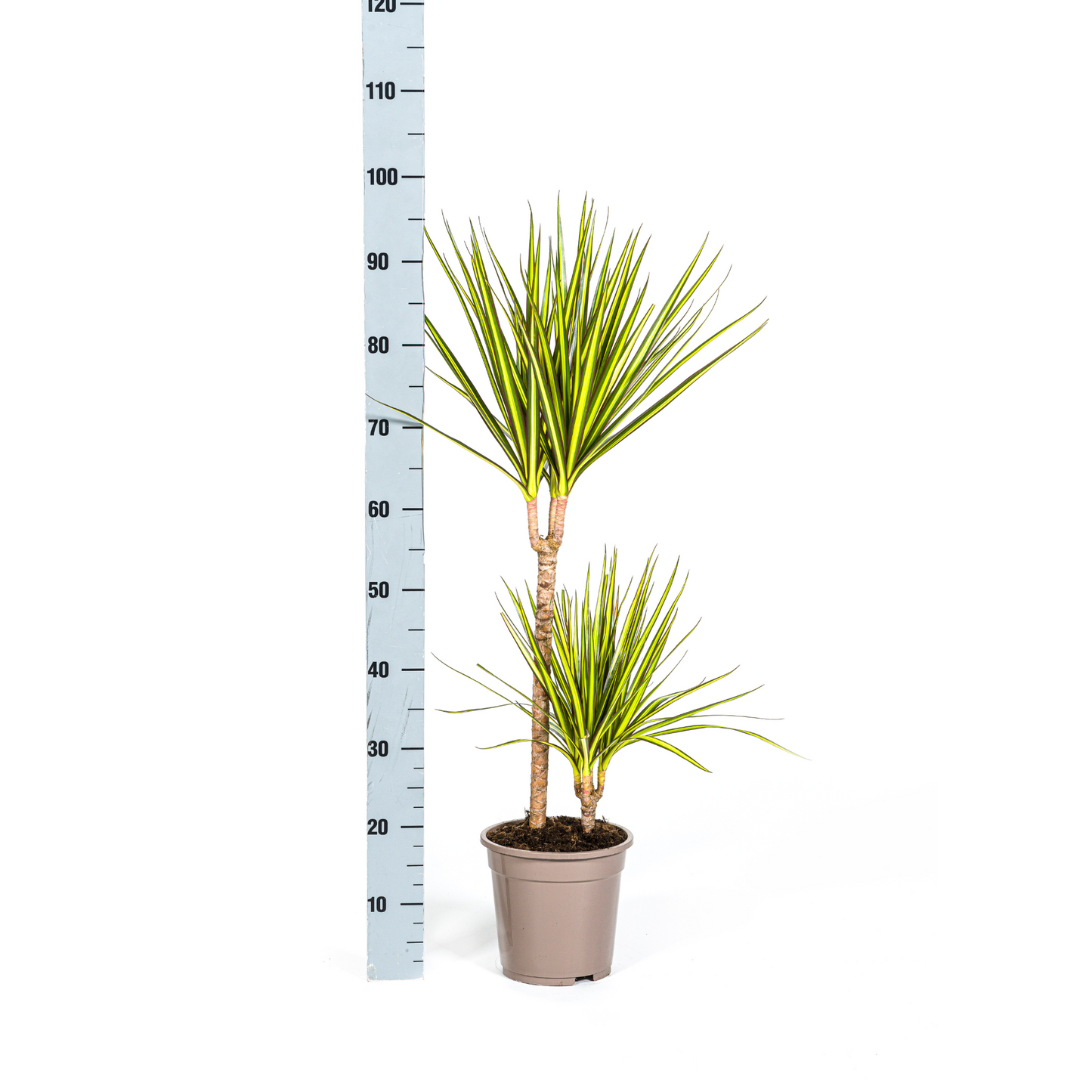 Dracaena Marginata Sunray Ø19cm - Pflanzfix24