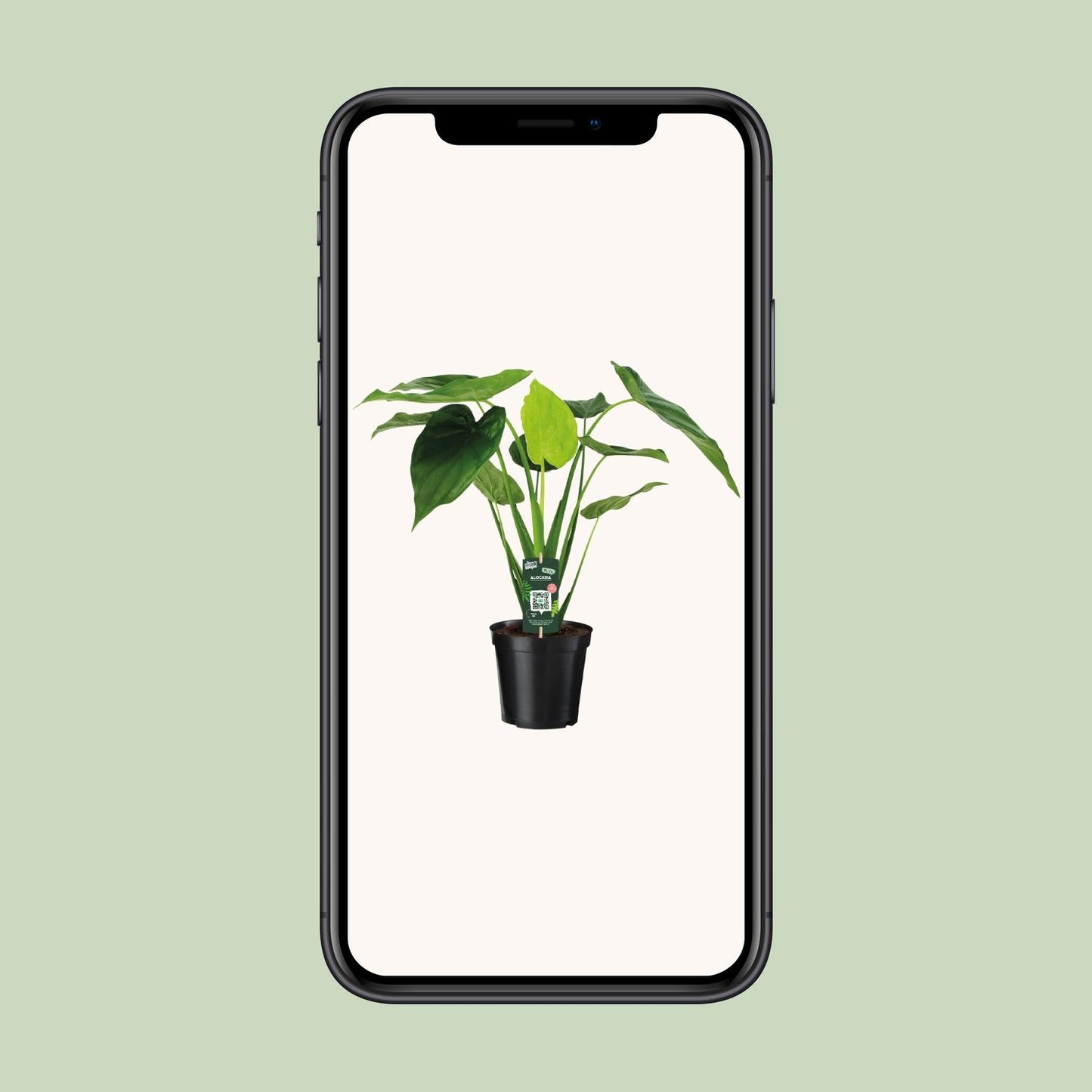 Alocasia Cucullata - Elefantenohr - Ø19cm - ↕55cm bei Pflanzfix24.de - Pflanzfix24.de