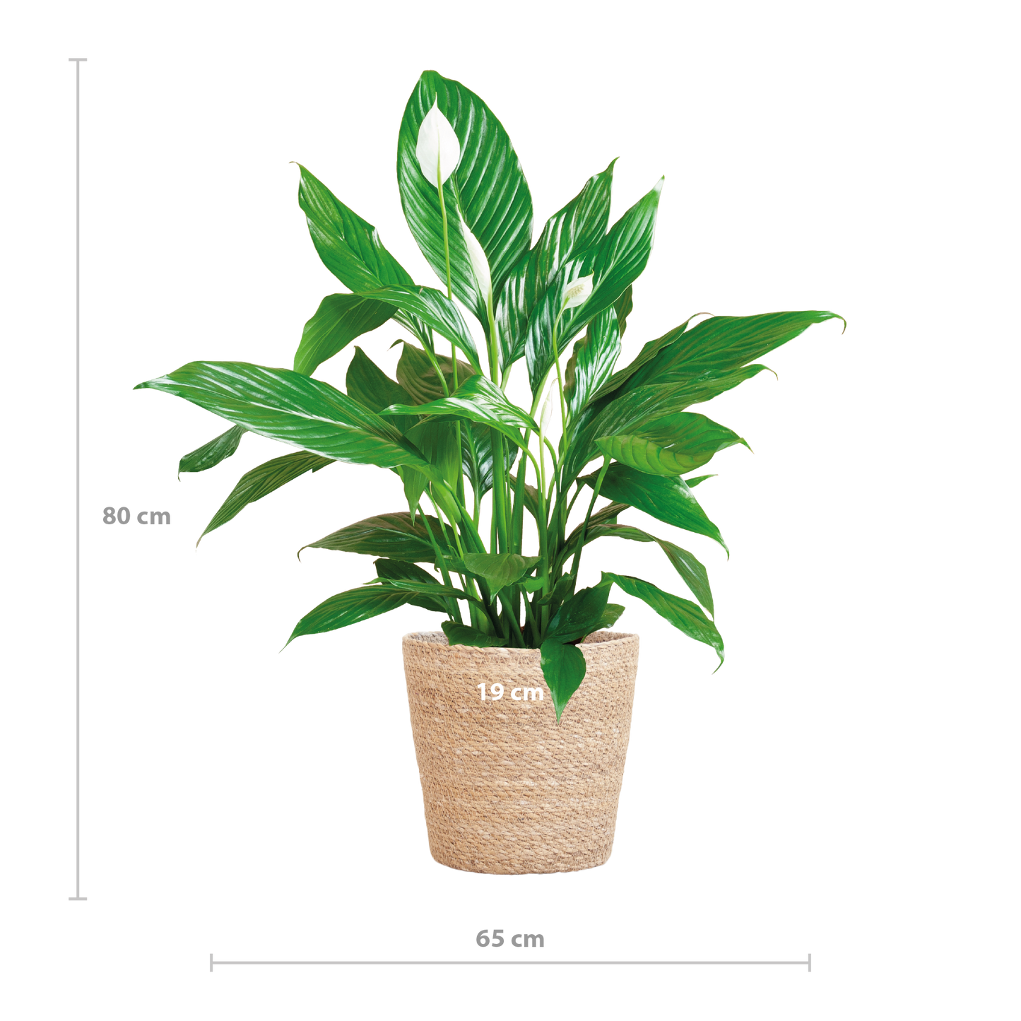 Spathiphyllum 80 cm mit Korb Sofia natur – Pflanzfix24.de - Pflanzfix24.de