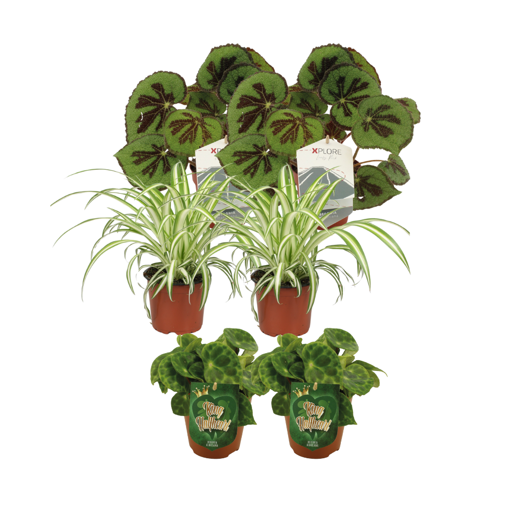 Begonia + Chlorophytum Mix - 6 Stück - Ø12cm - ↕20-30cm - Pflanzfix24