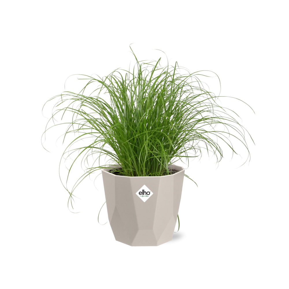 Cyperus Alternifolius Zumula Zonder Etiket in ELHO b.for rock 14 cm warm grey - Pflanzfix24