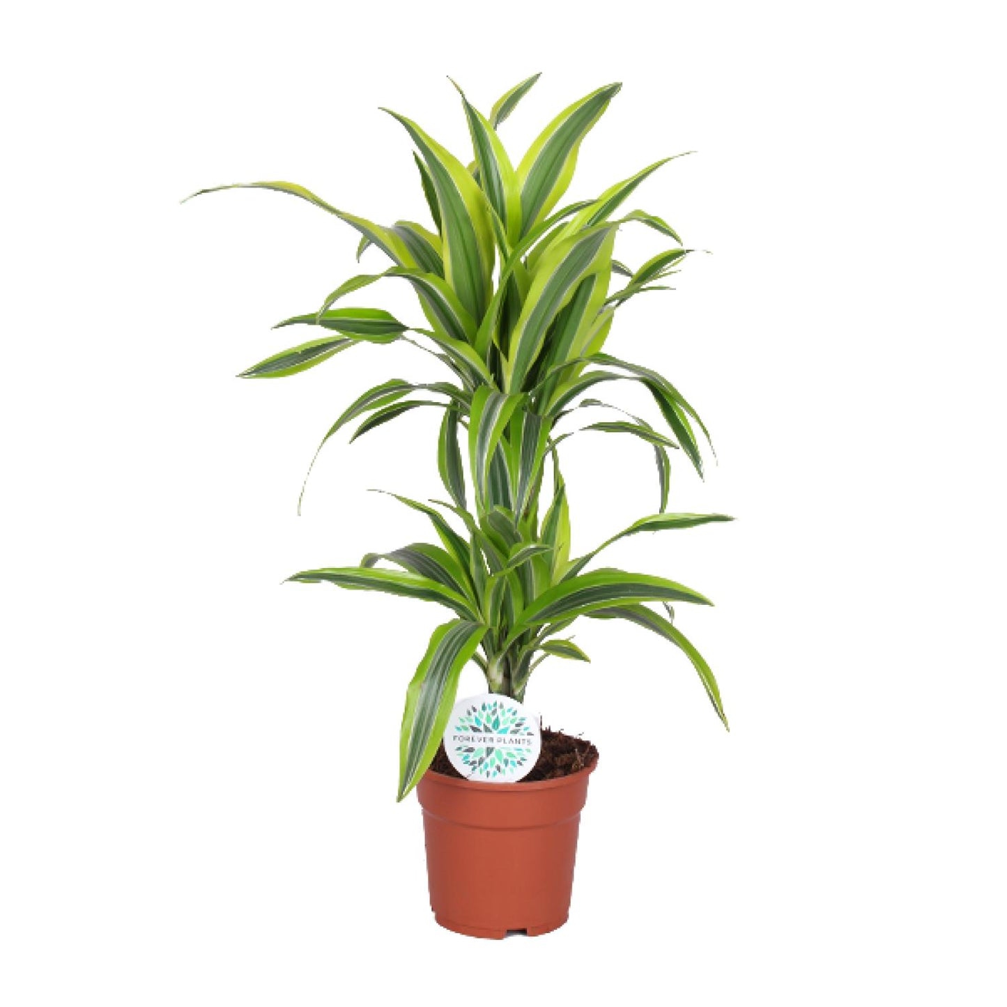 Dracaena Lemon Lime - Ø17cm - pflanzfix24